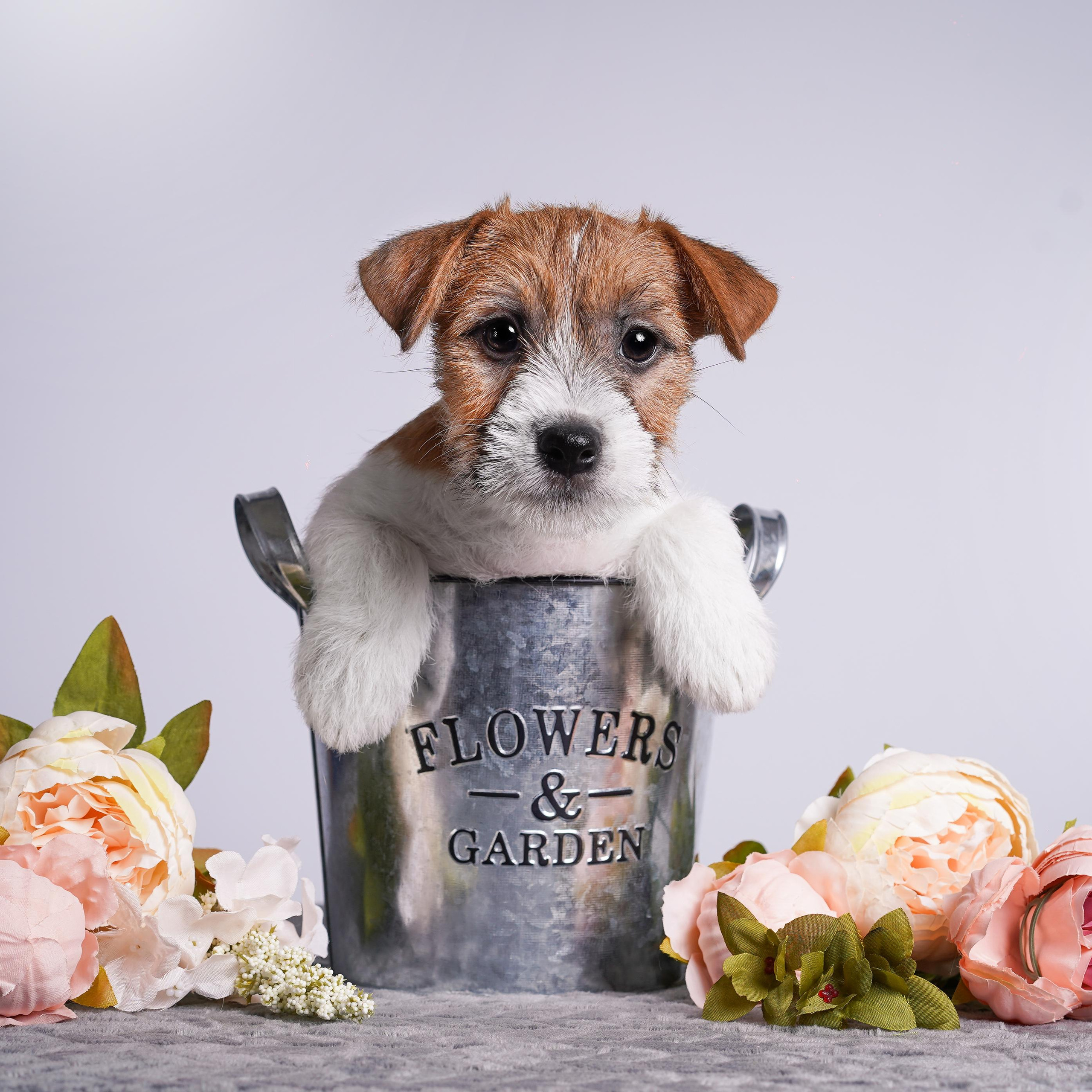 Щенки джек рассел терьера