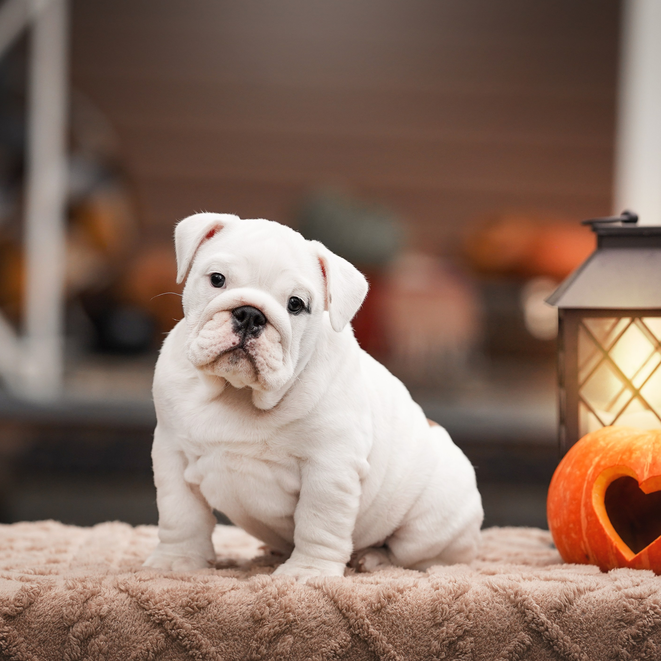 Щенки бульдога