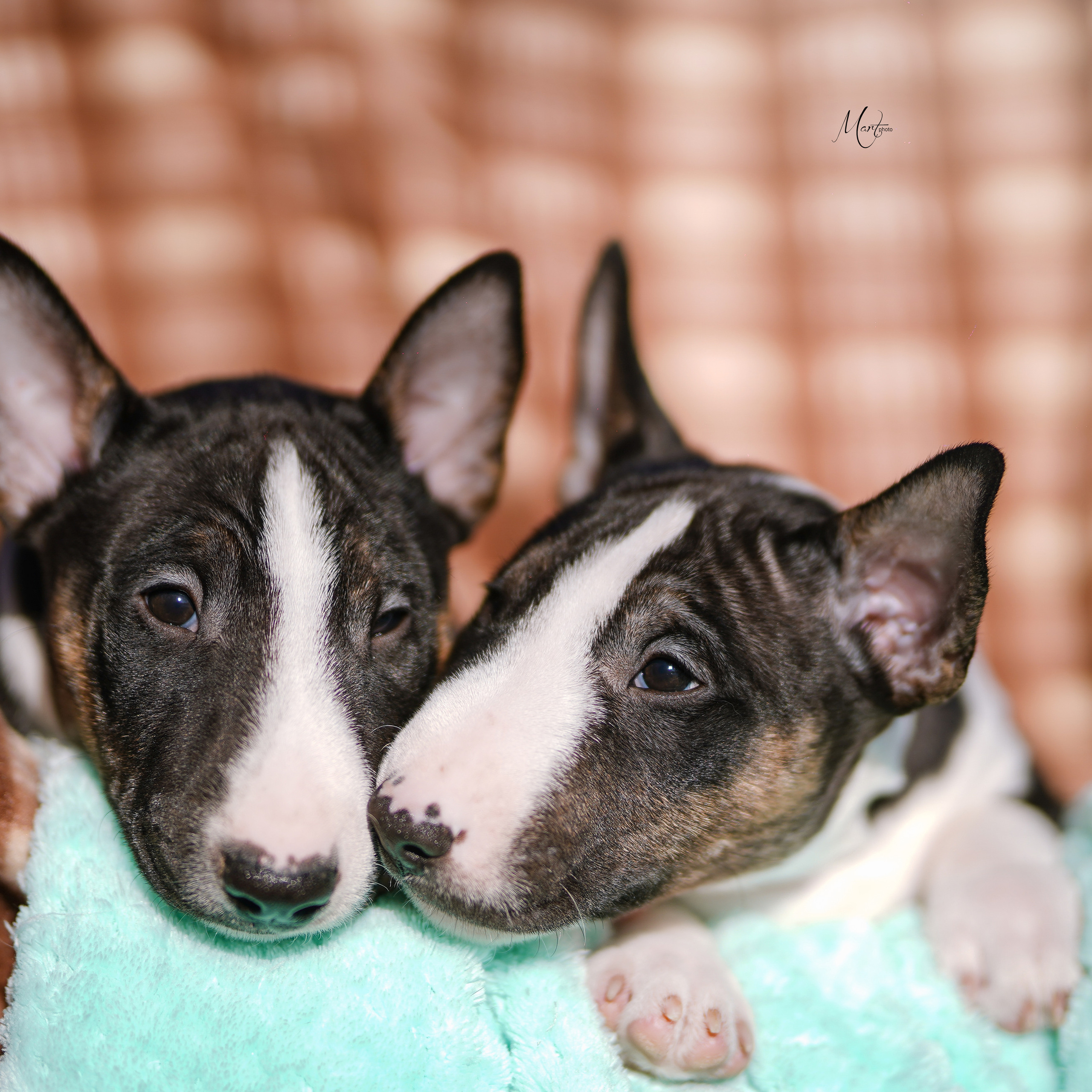 Щенки минибуля