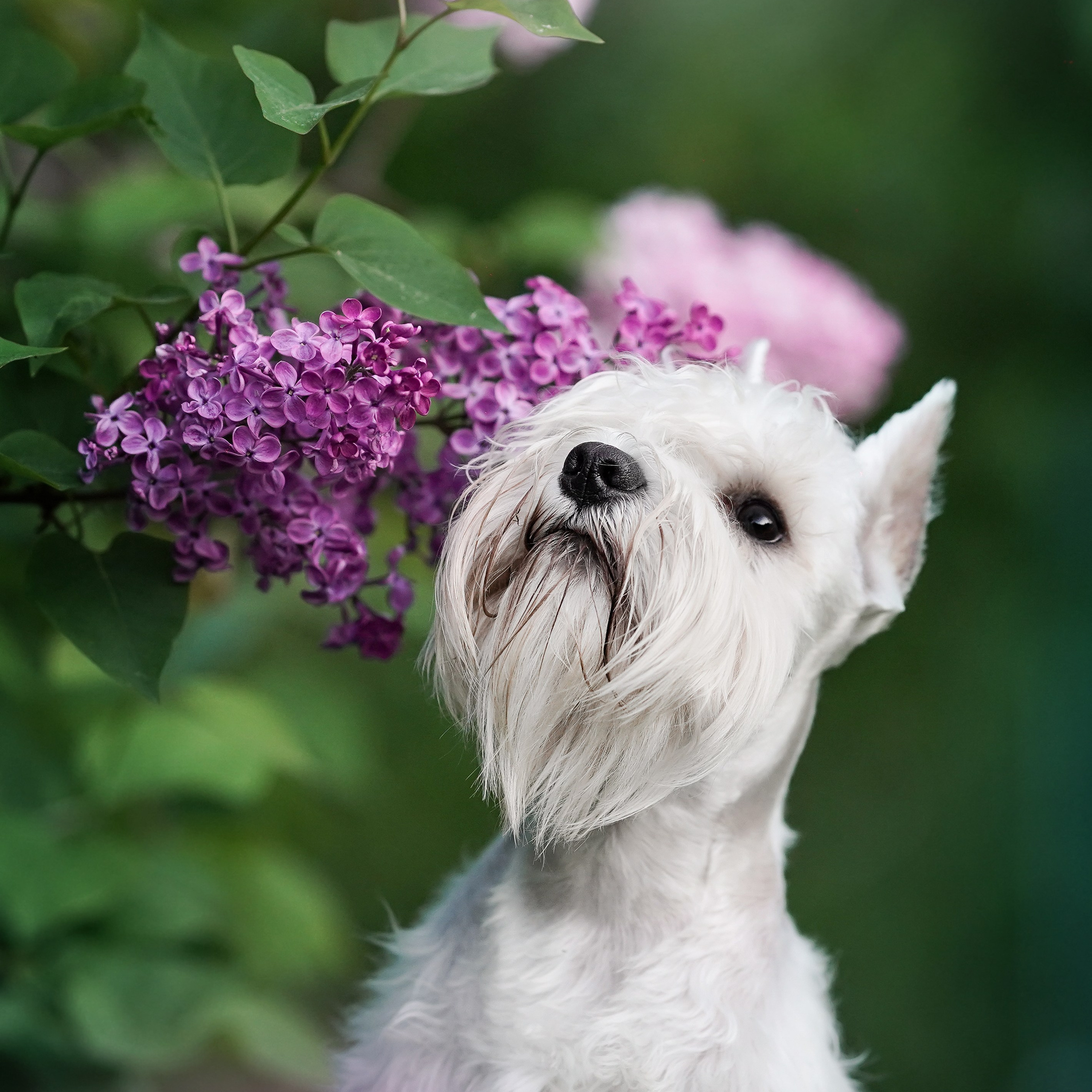 Оля и Доминик