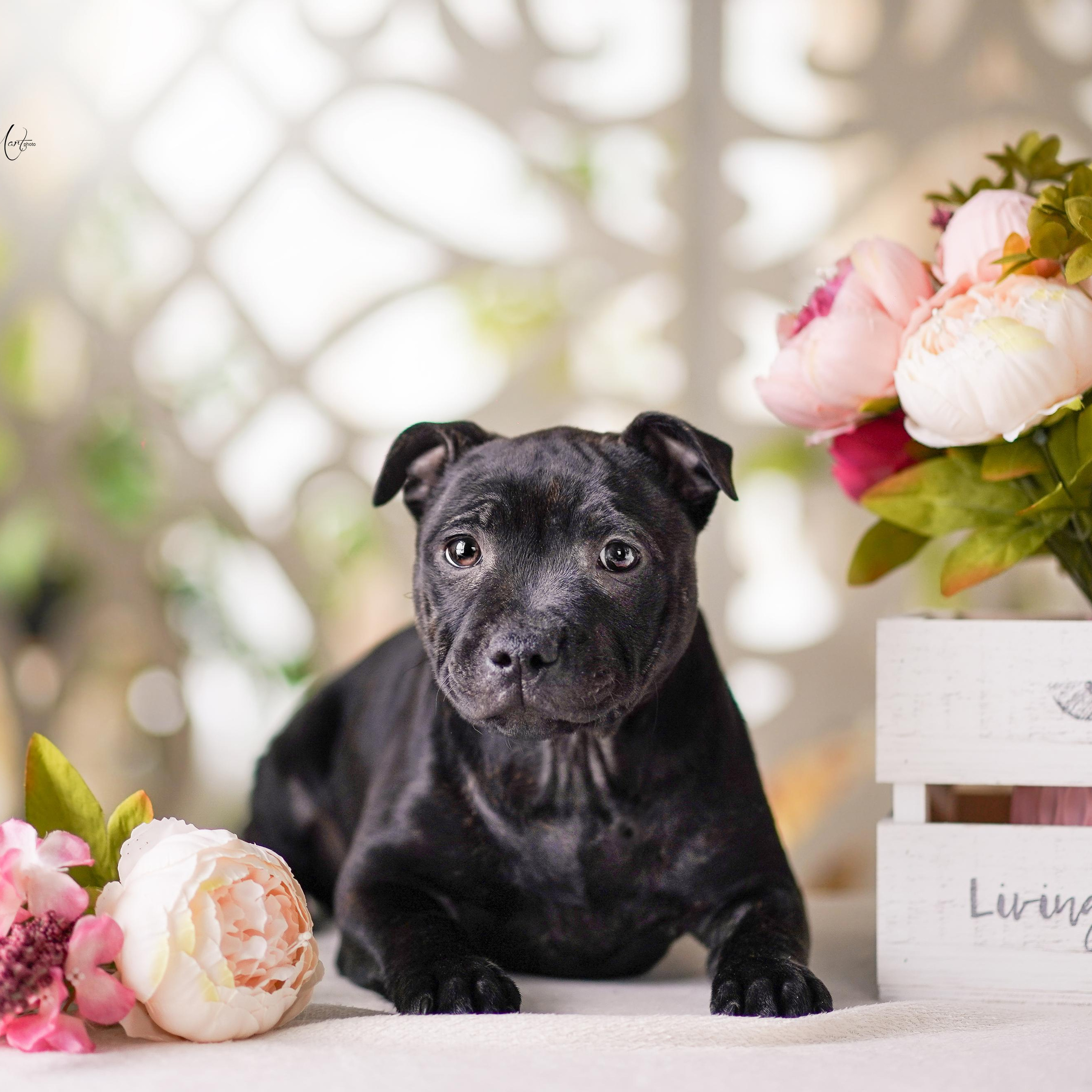 Щенки стаффбуля