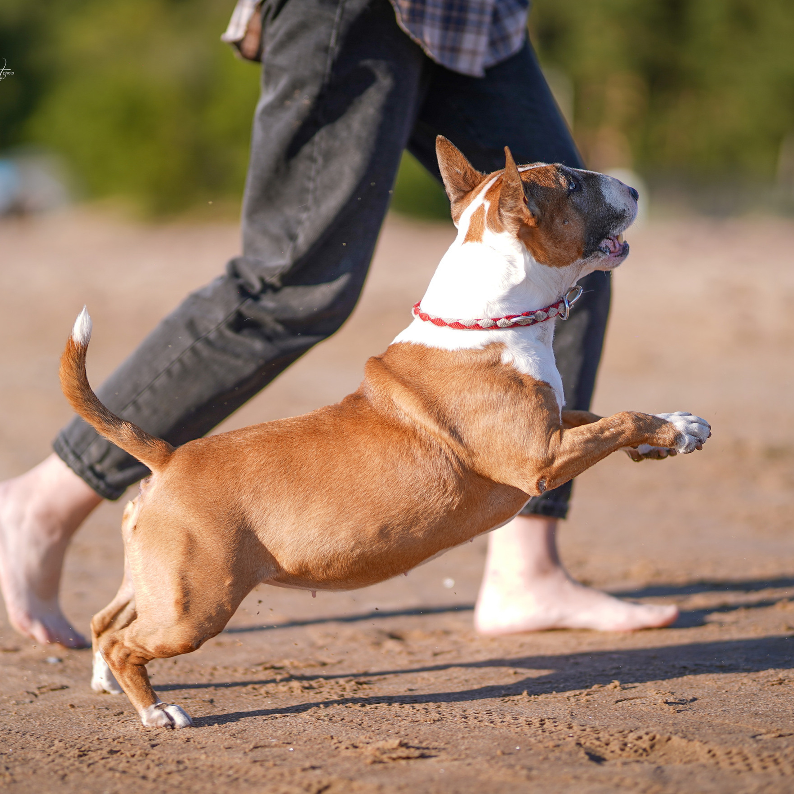 Отзывы. Фотограф-анималист в Санкт-Петербурге Яна Мартынова