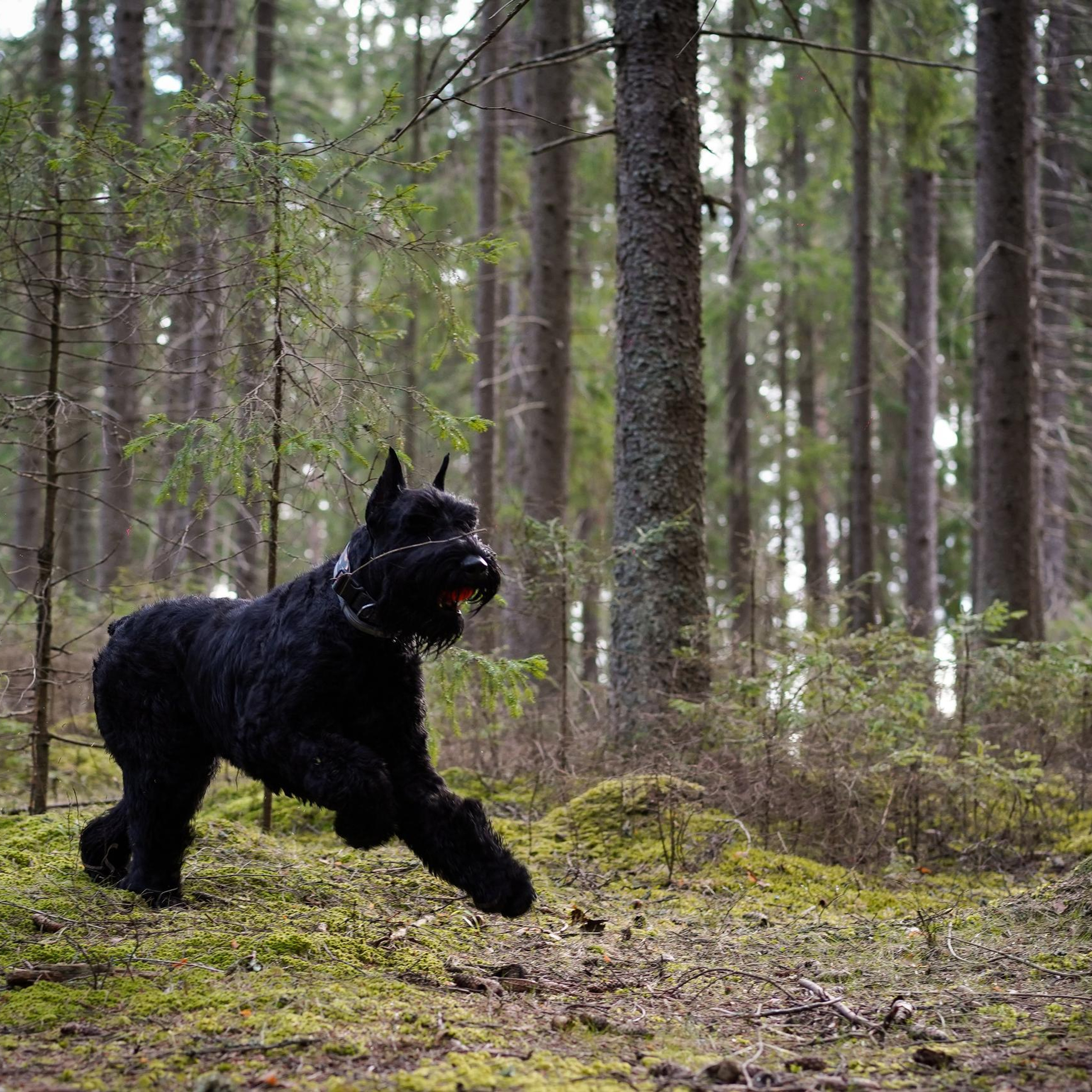 Отзывы. Фотограф-анималист в Санкт-Петербурге Яна Мартынова