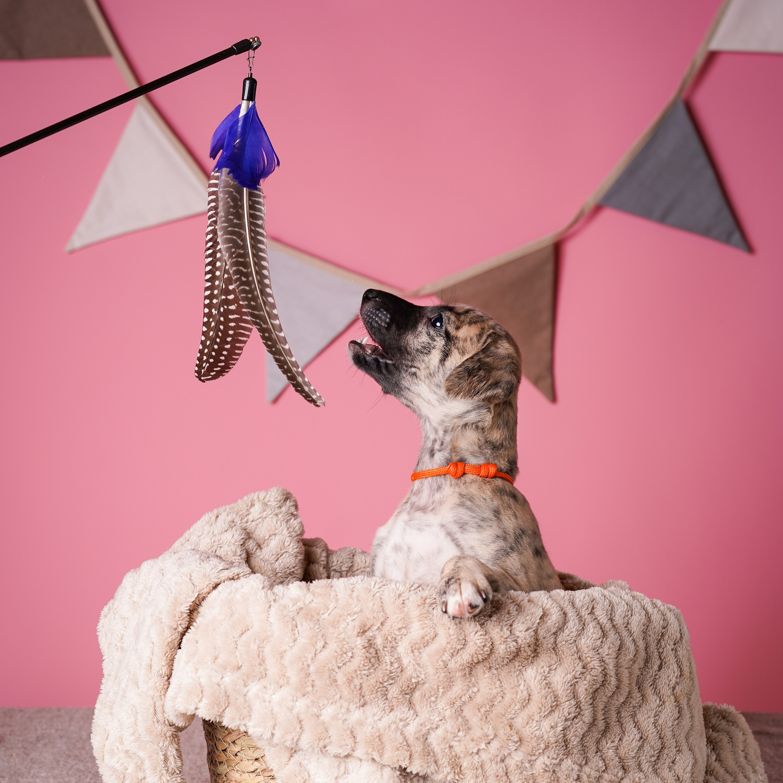 Щенки уиппета