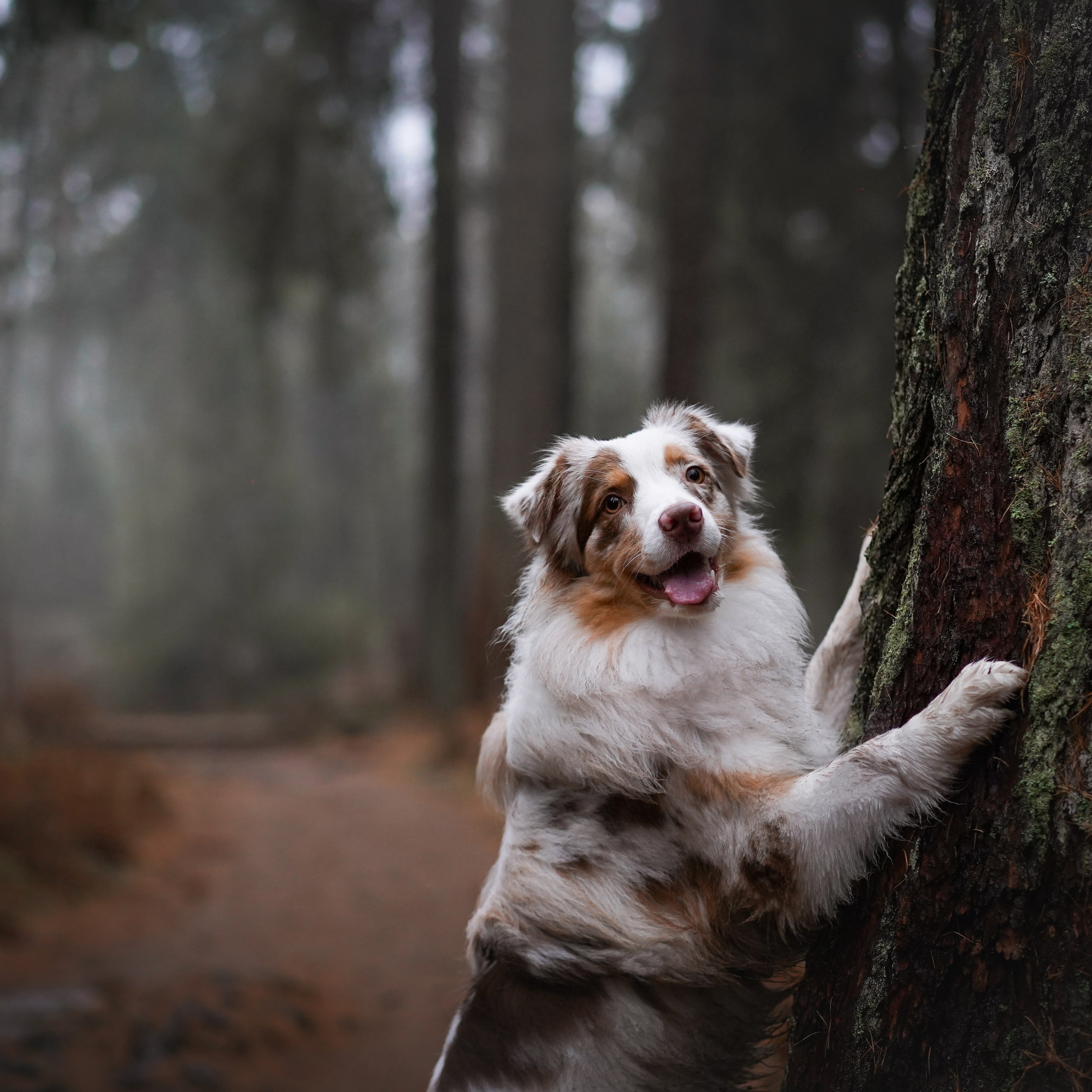 Панда Ноябрь