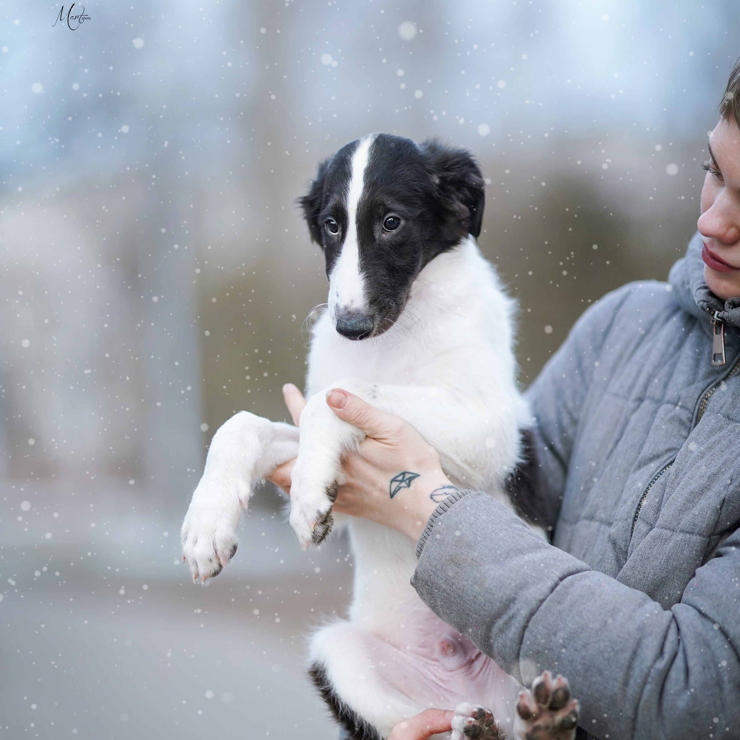 Щенки русской псовой борзой