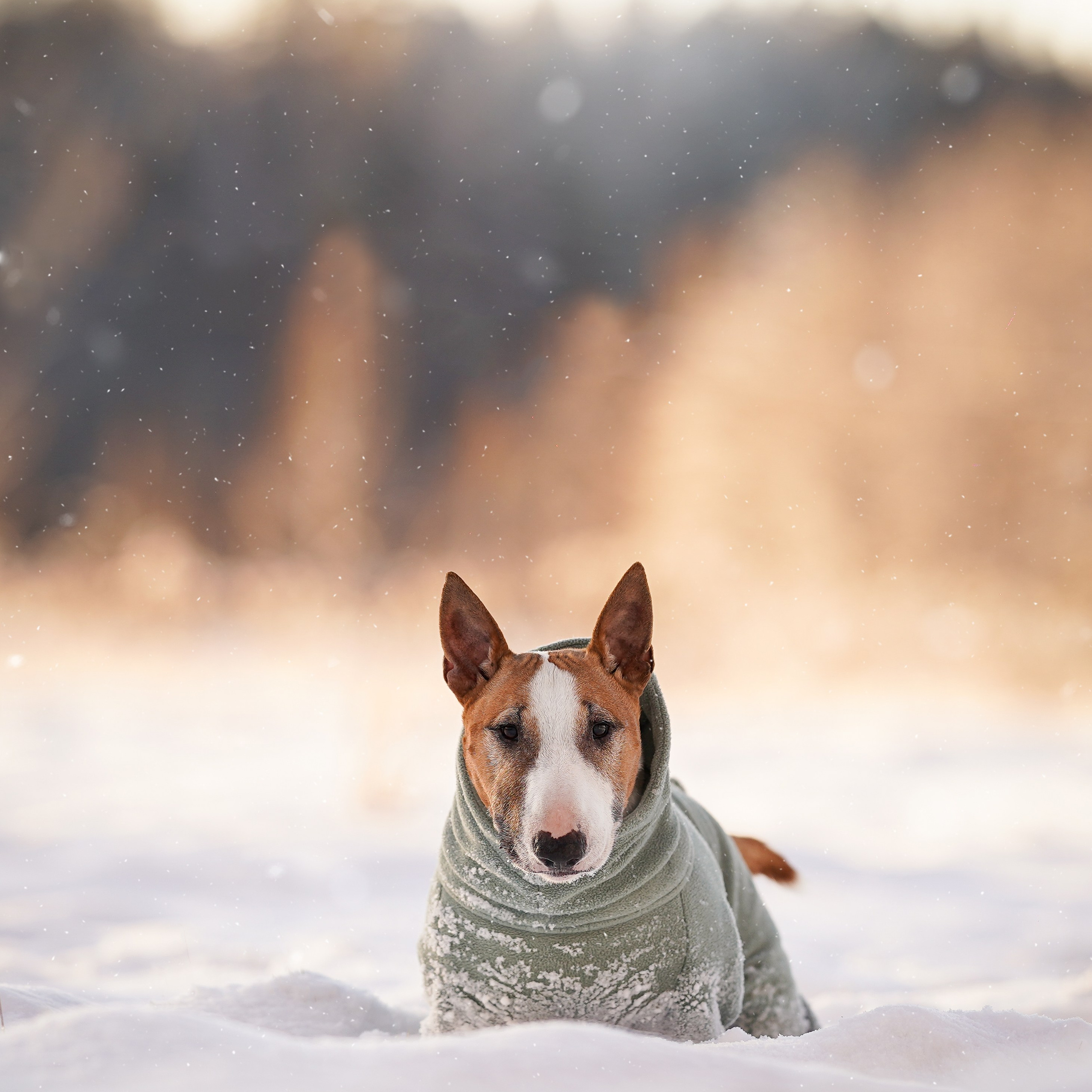 Панда и&nbsp;Юни Карелия