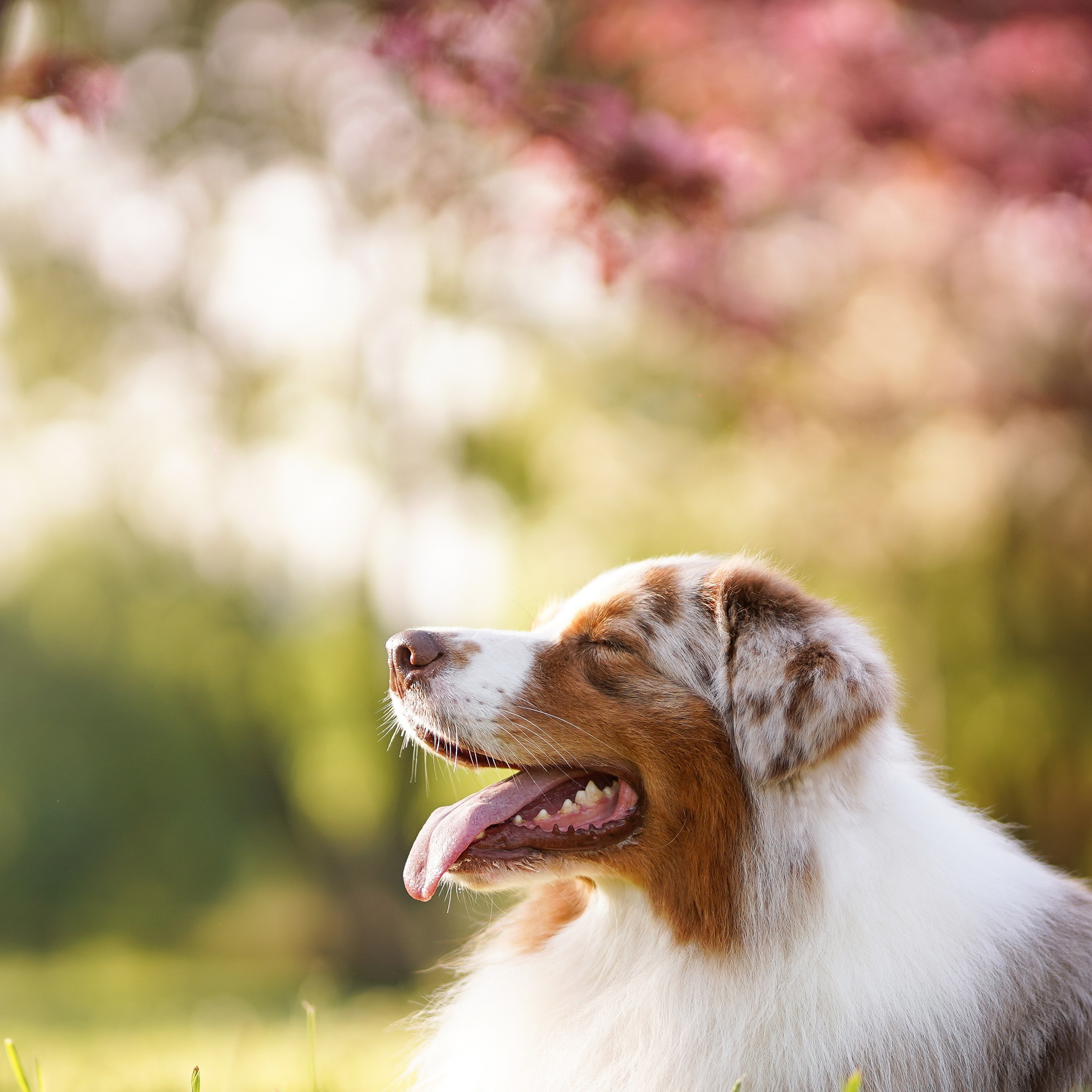 Аусси в Яблоневом саду