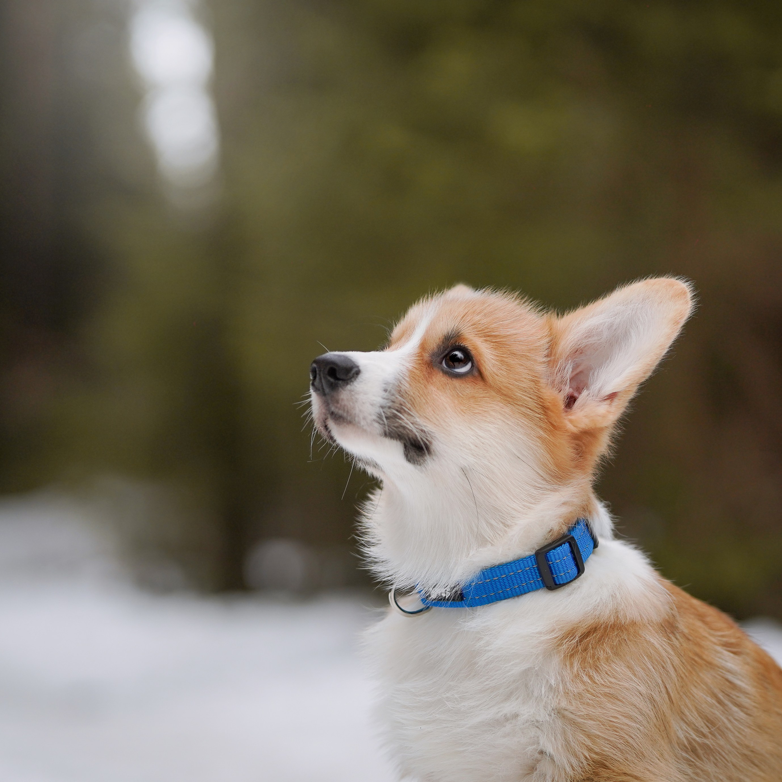 Щенки корги