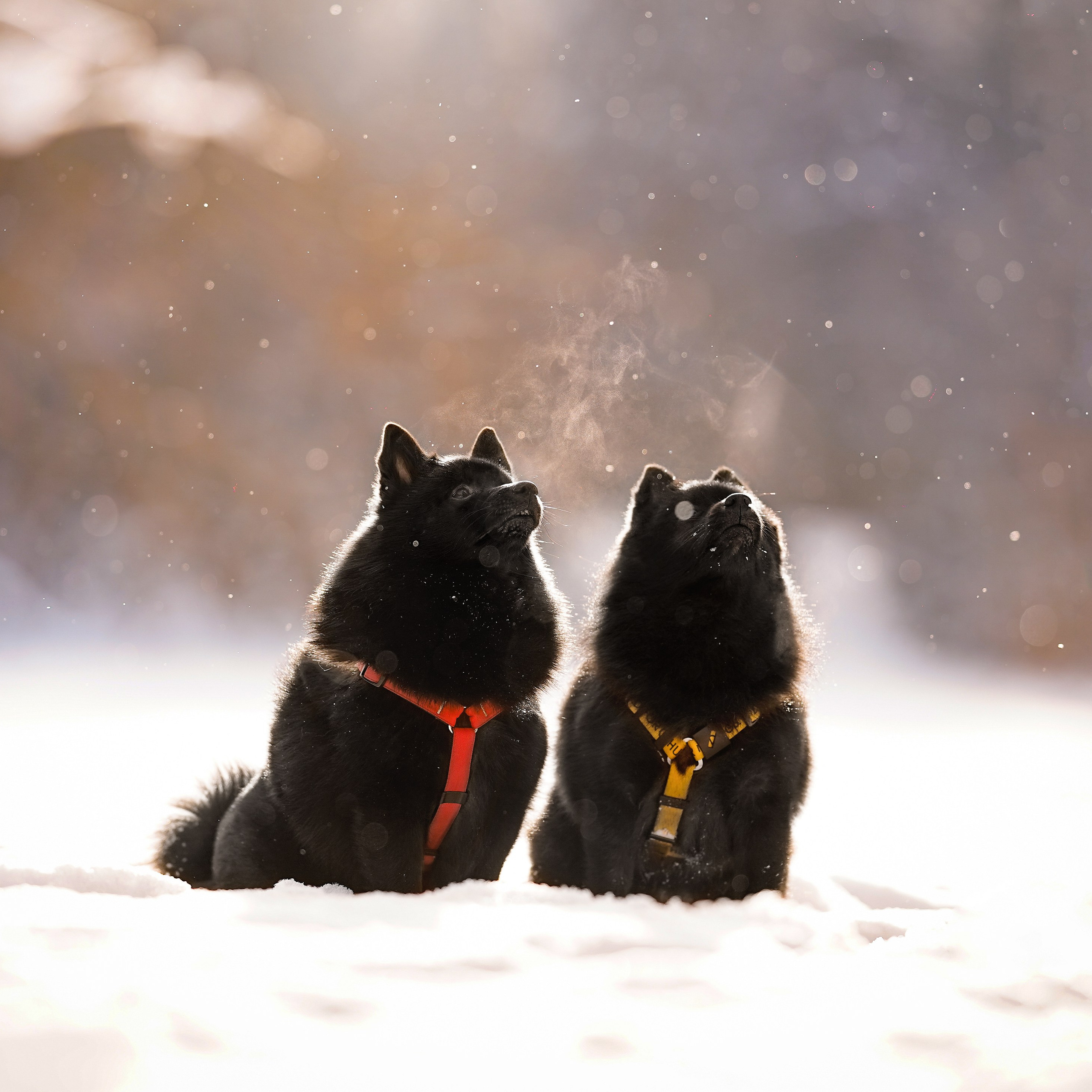 Мишель Александра и&nbsp;Панда