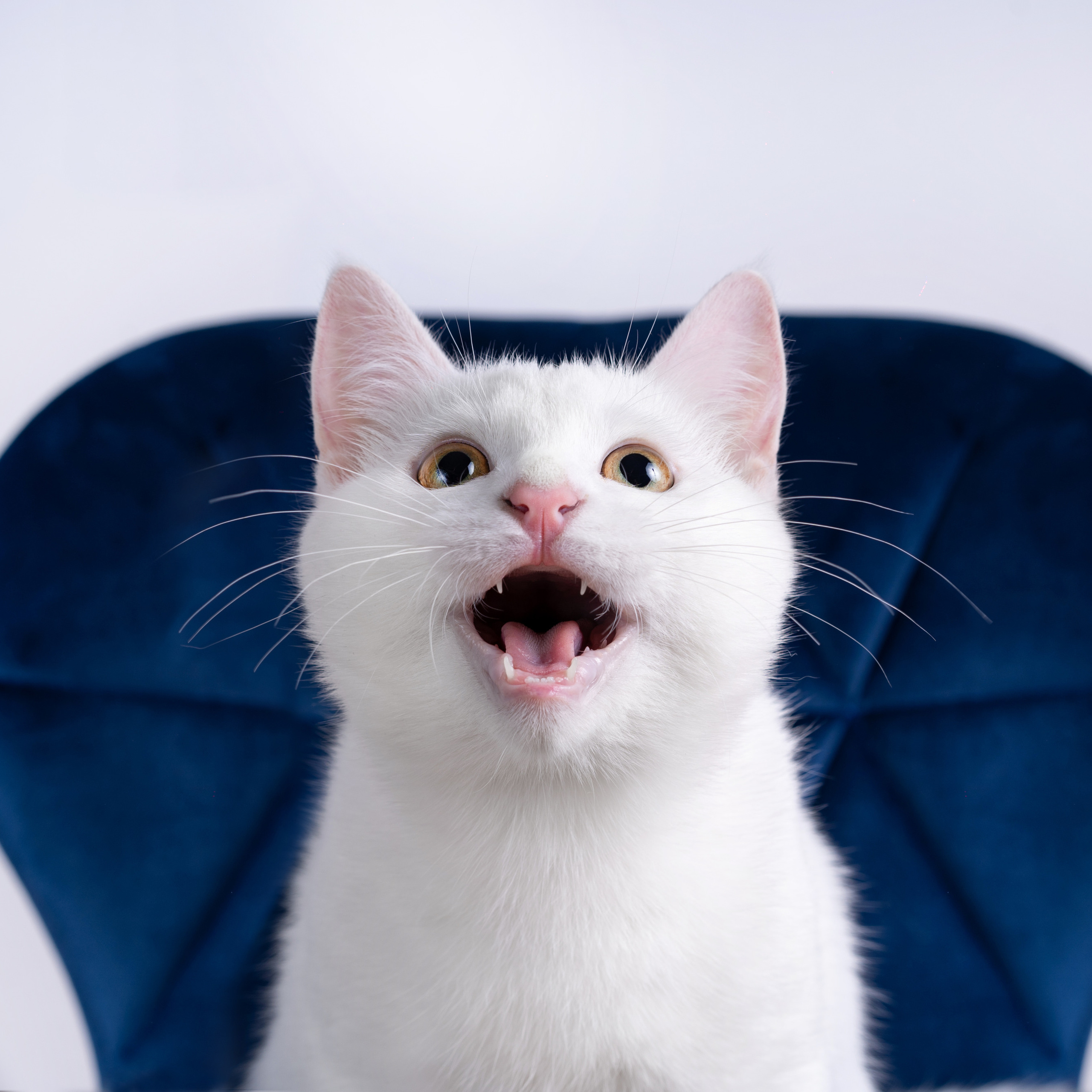 Маффин и Сэм