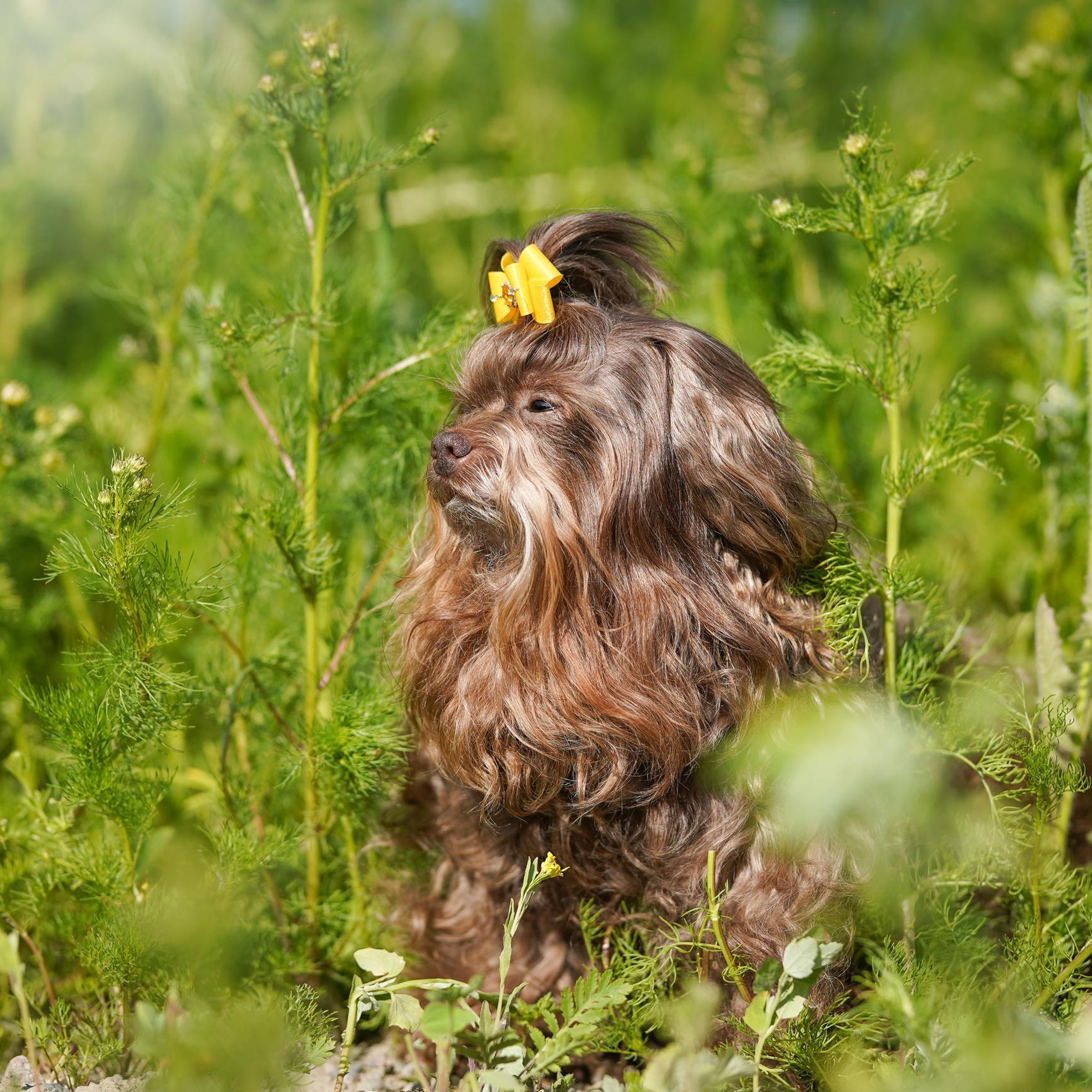 Отзывы. Фотограф-анималист в Санкт-Петербурге Яна Мартынова