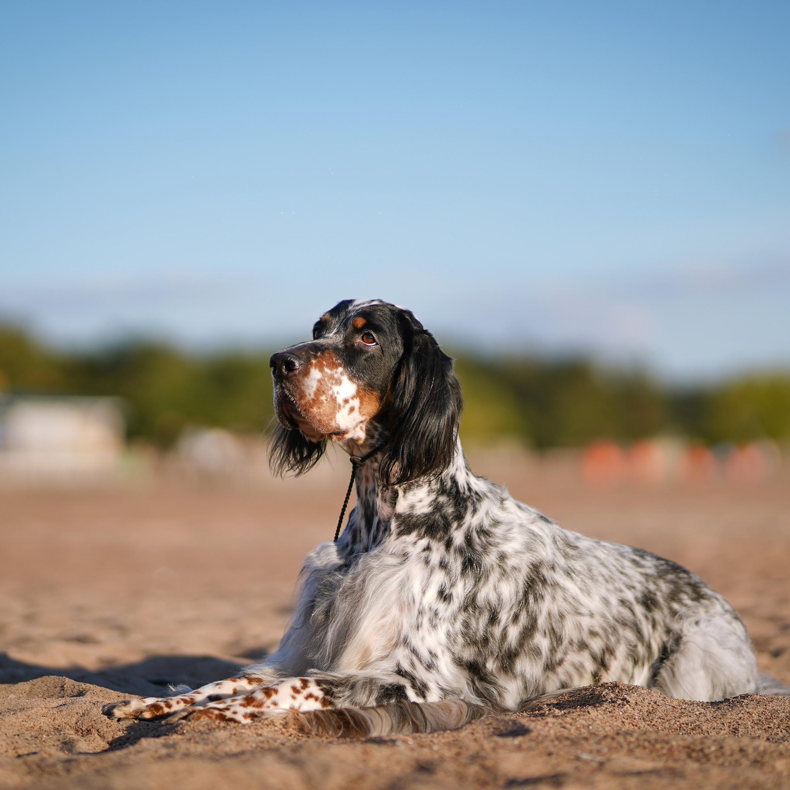 Отзывы. Фотограф-анималист в Санкт-Петербурге Яна Мартынова