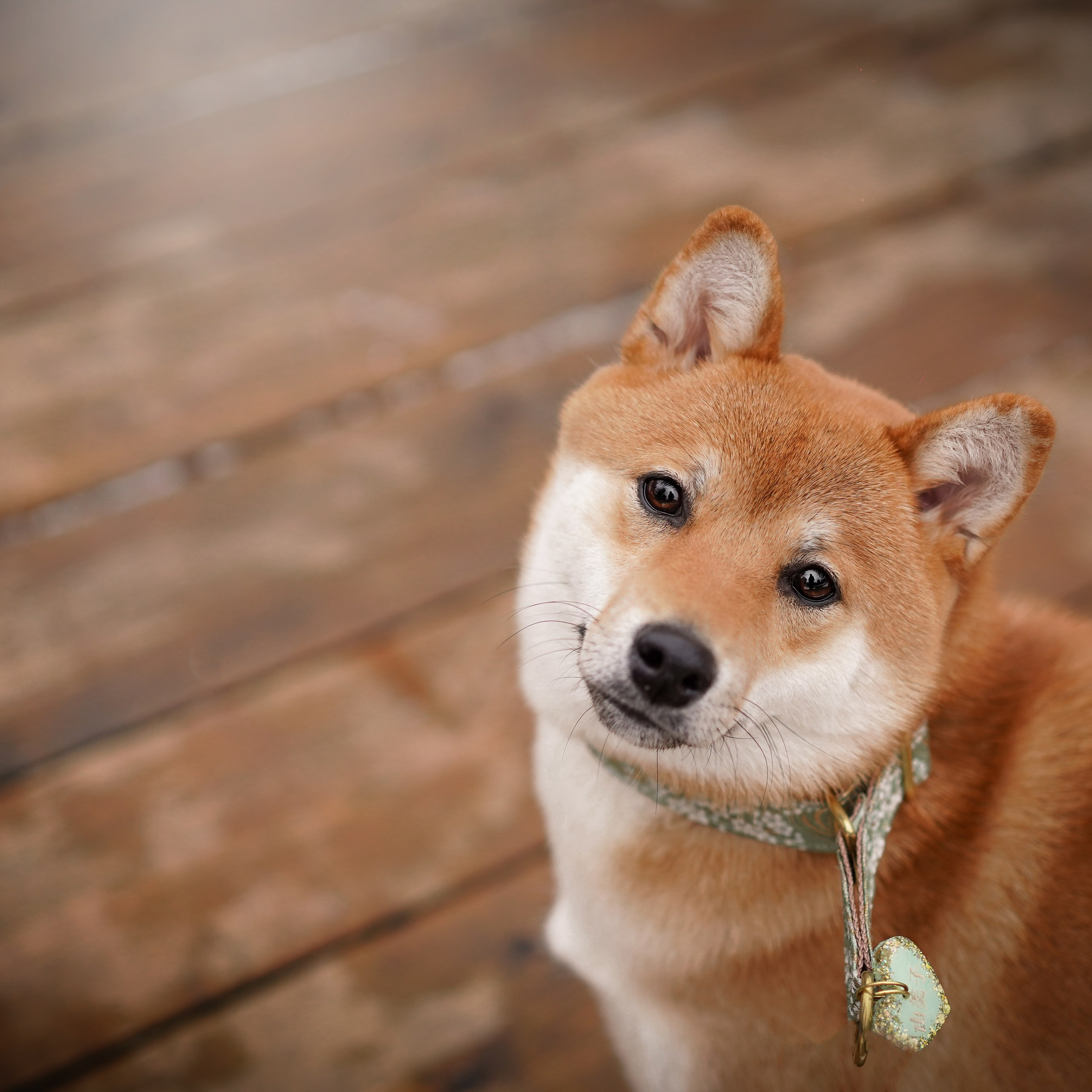 Отзывы. Фотограф-анималист в Санкт-Петербурге Яна Мартынова