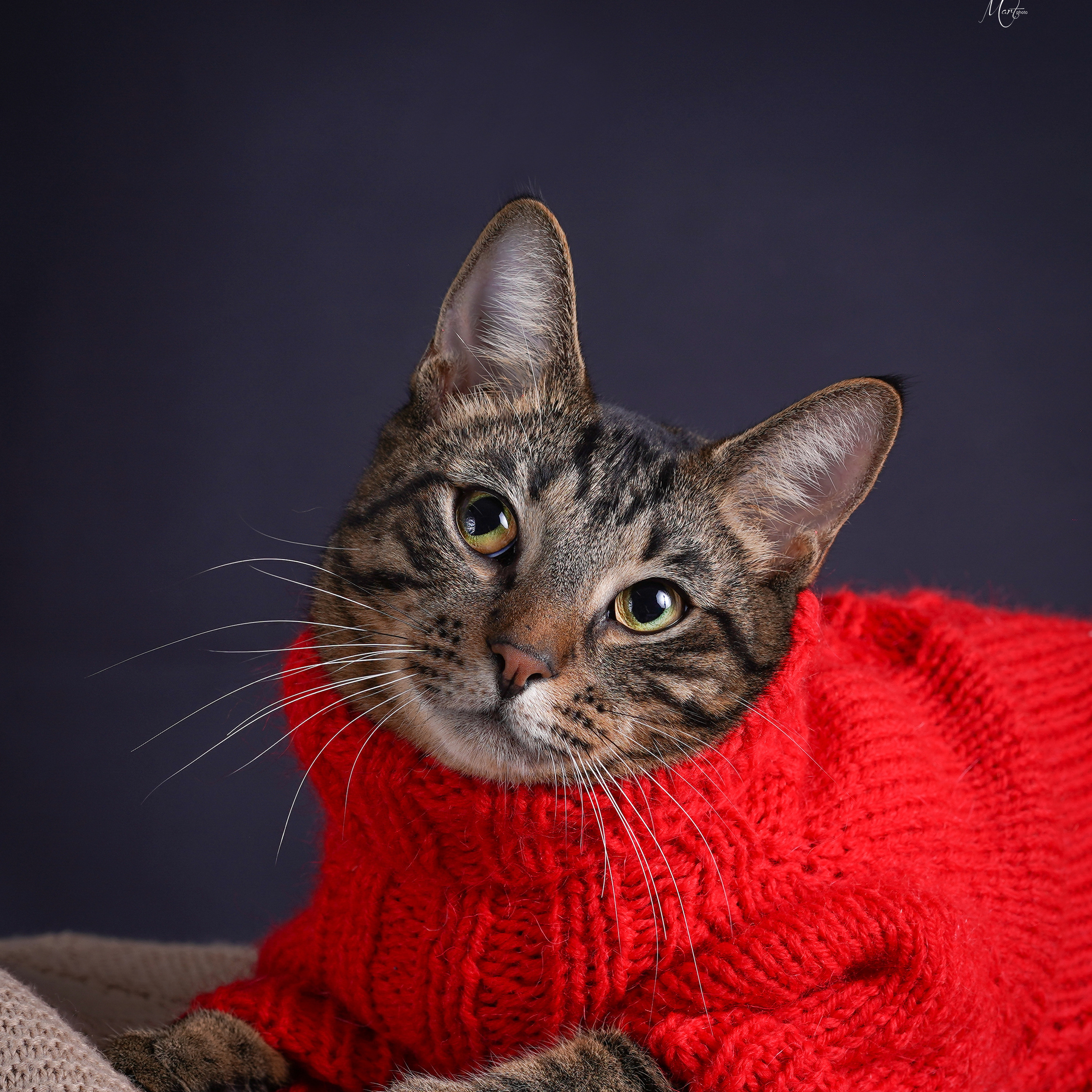 Сэм, Маффин и Эффи