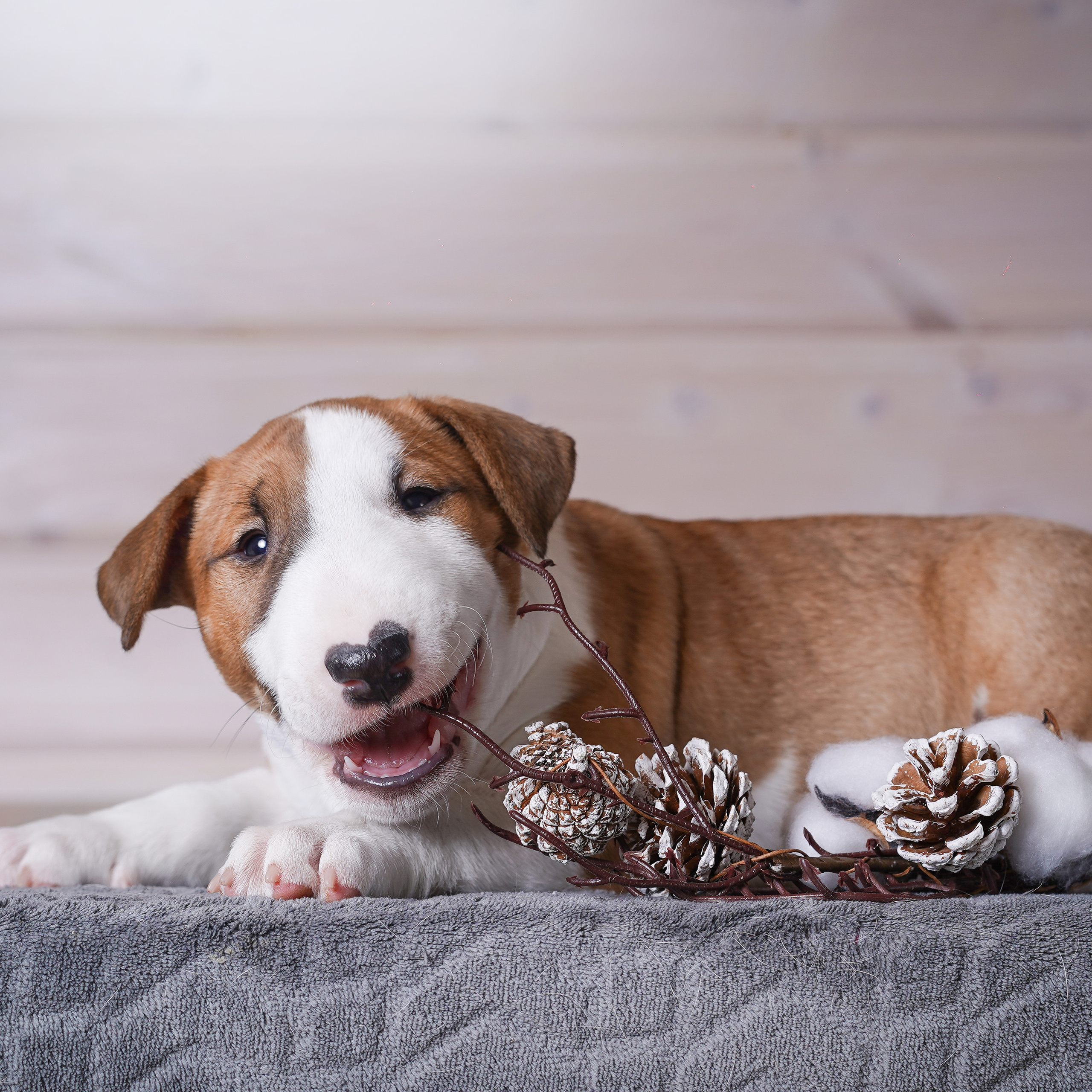 Щенки бультерьера