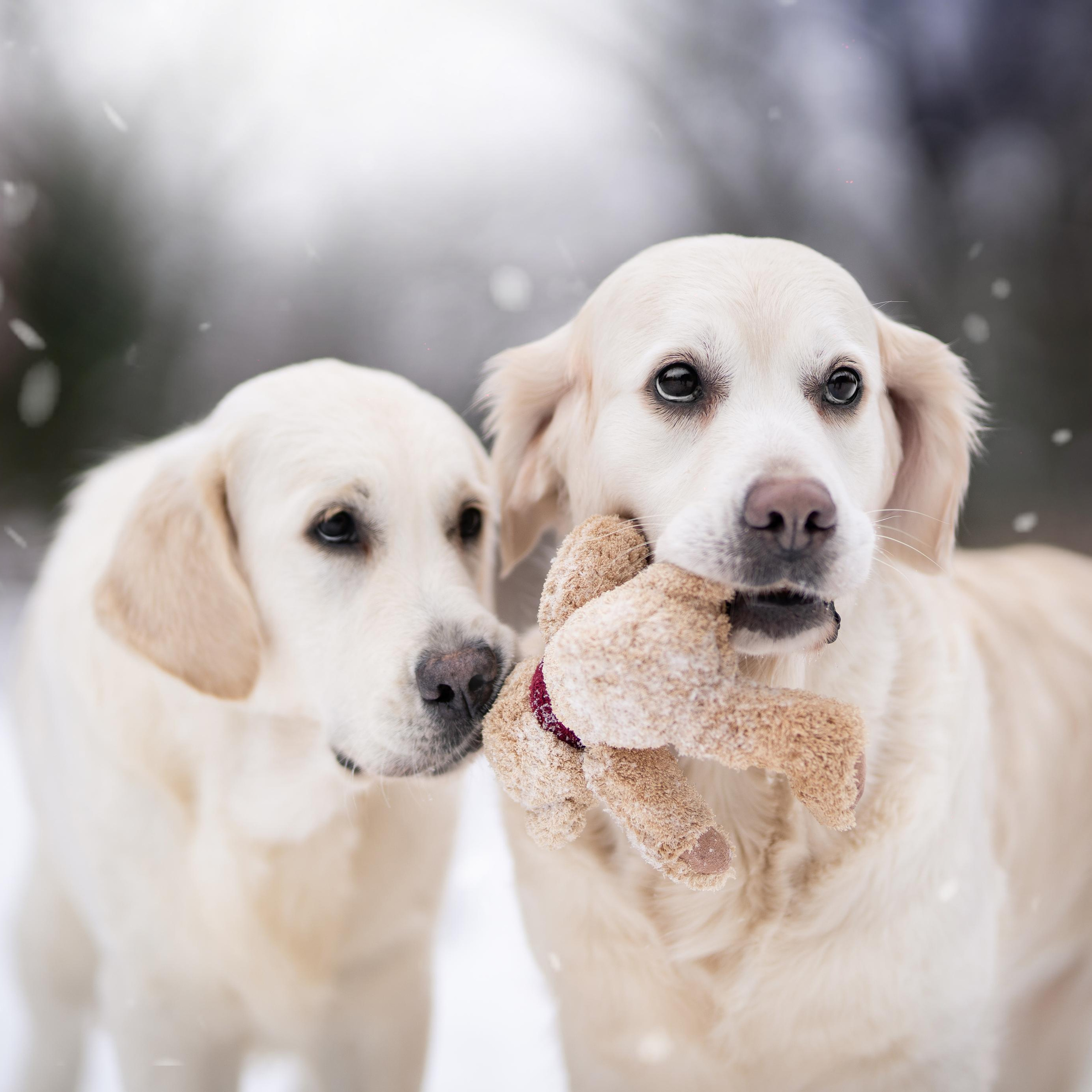 Татьяна и голдены