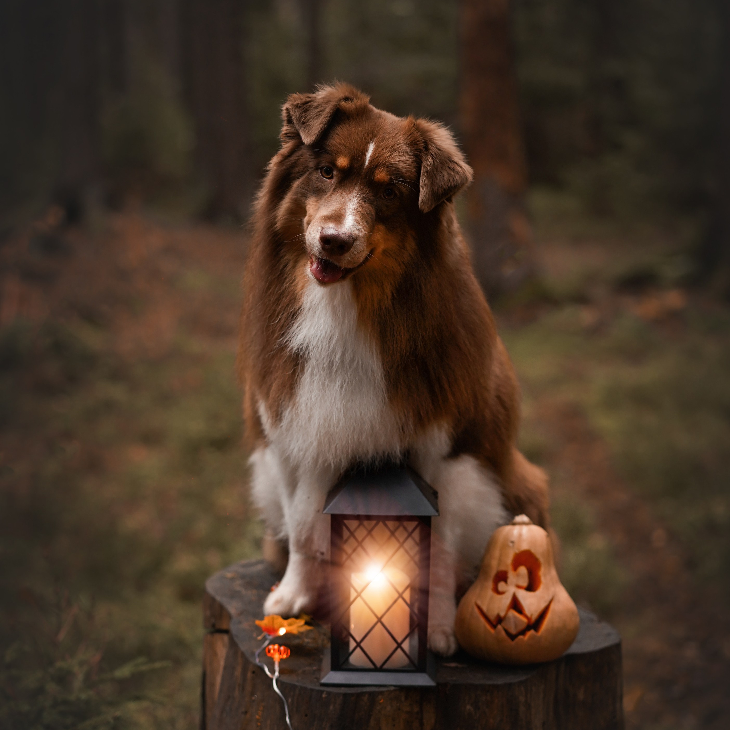 Аусси Хэллоуин 24