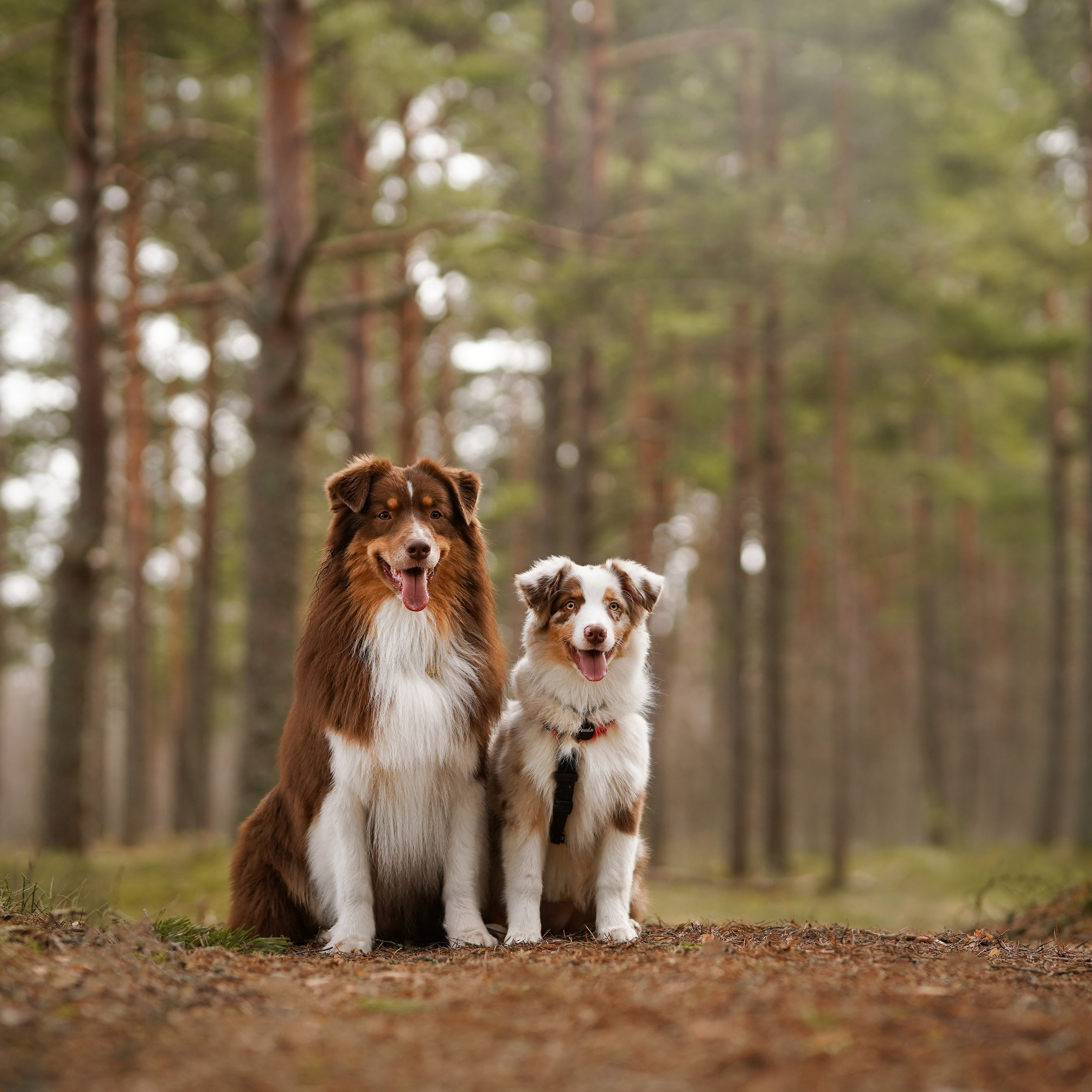 Аусси на Ладоге