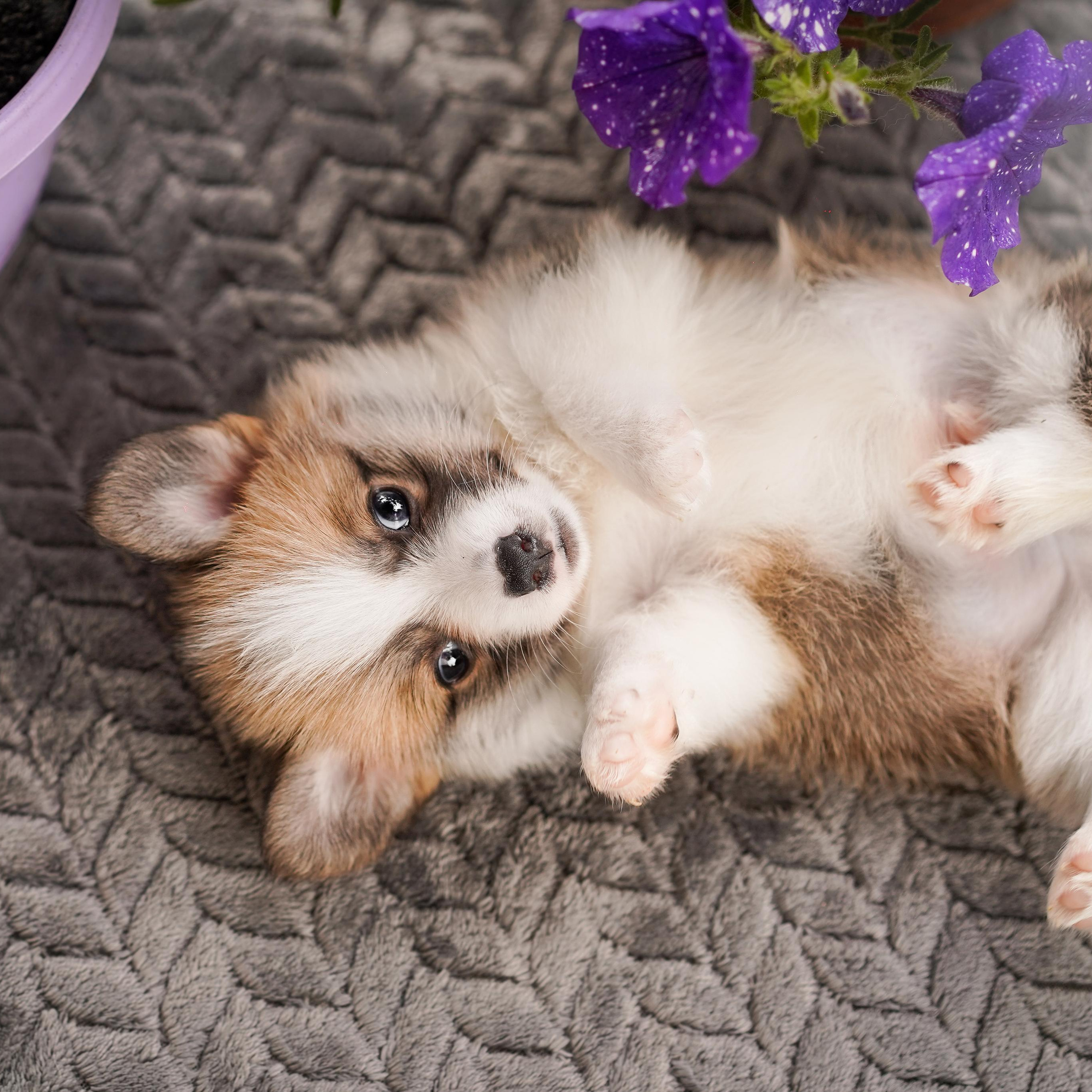 Щенки вельш-корги пемброк