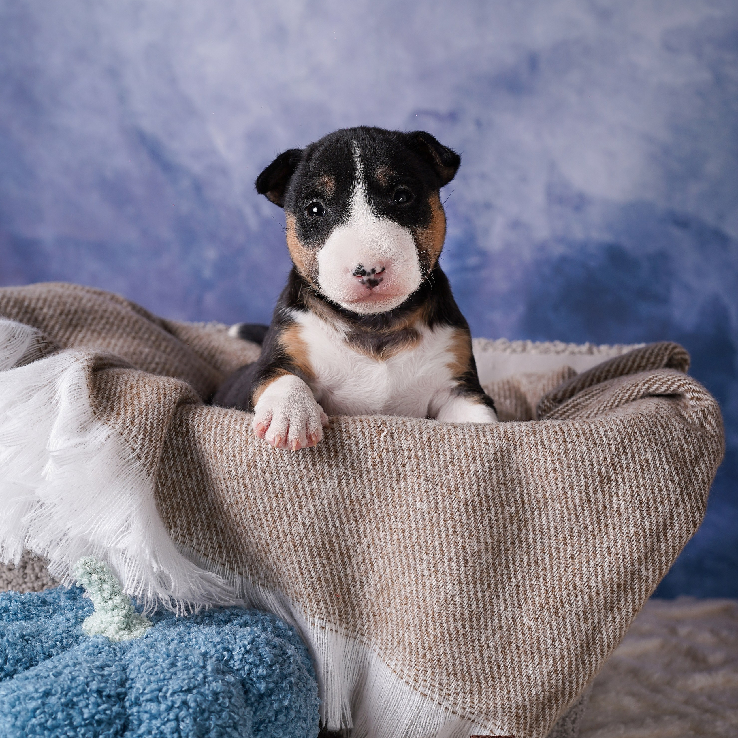 Щенки минибуля