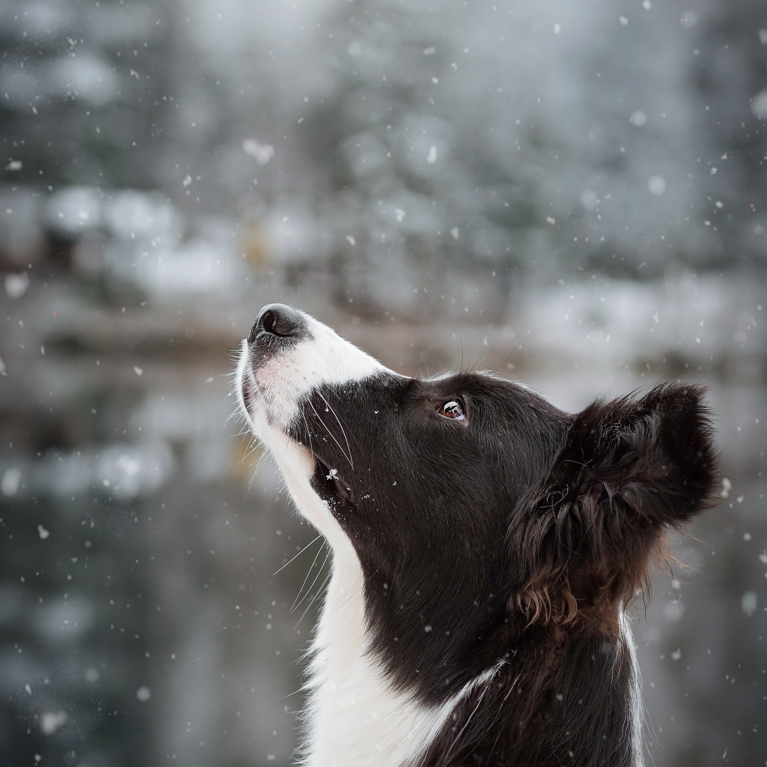 Юлия и Груша