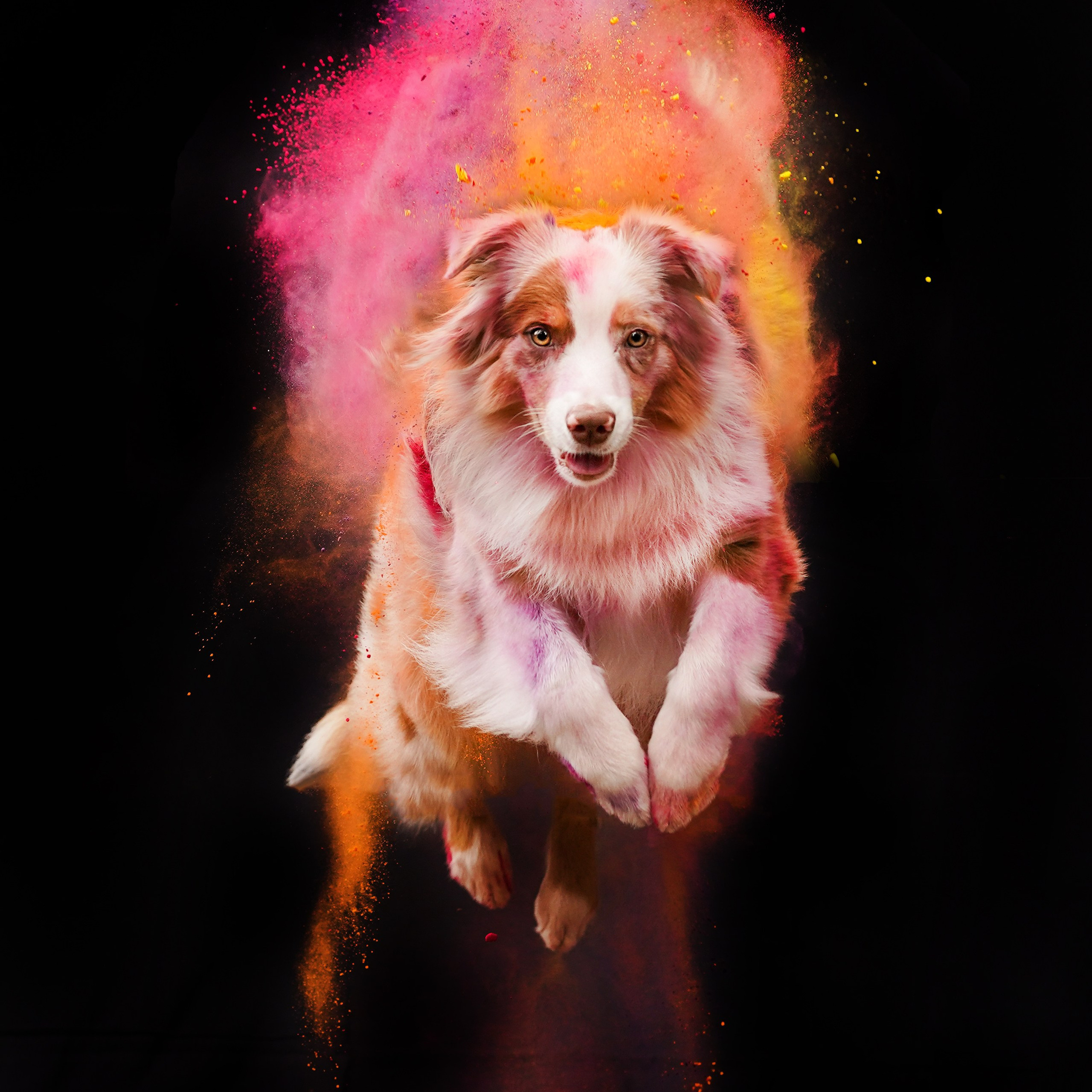 Панда и краски Холи