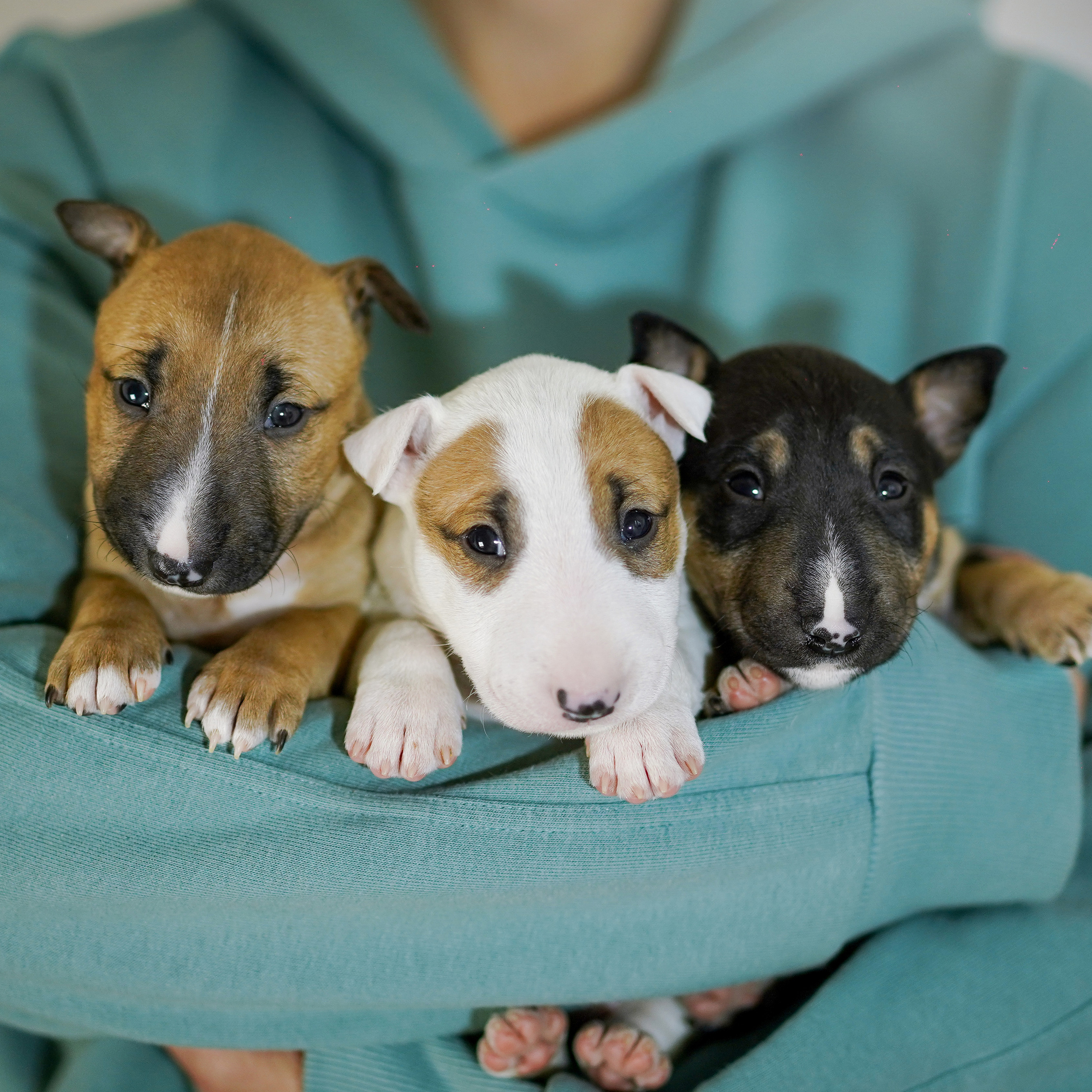 Щенки минибуля