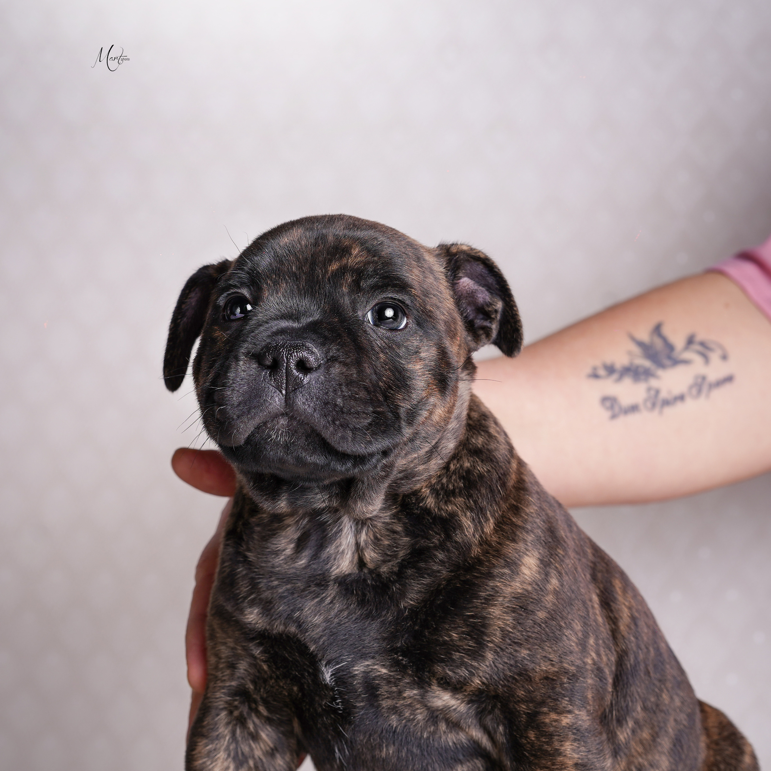 Щенки стаффи