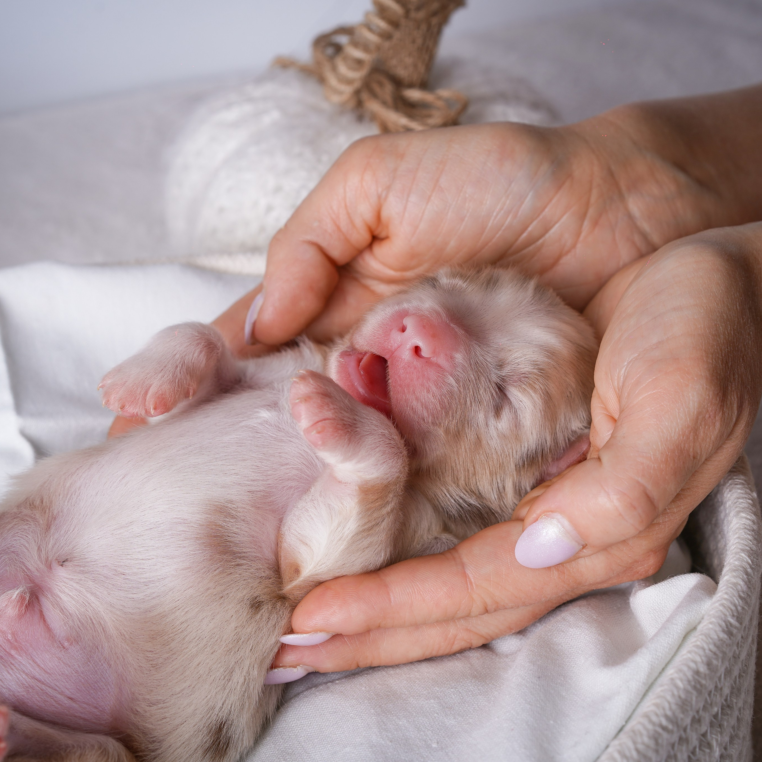 Щенули аусси