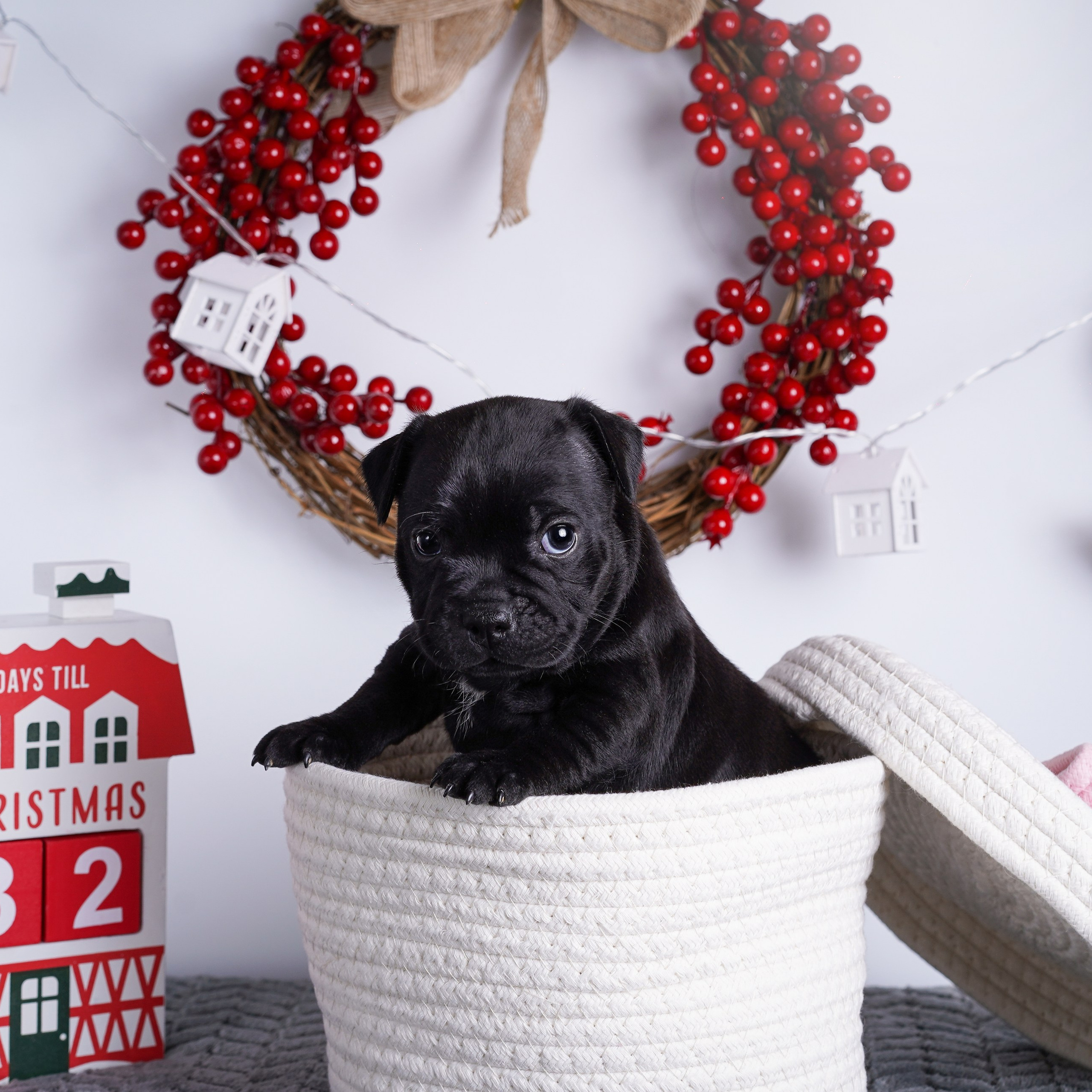 Щенки стаффи