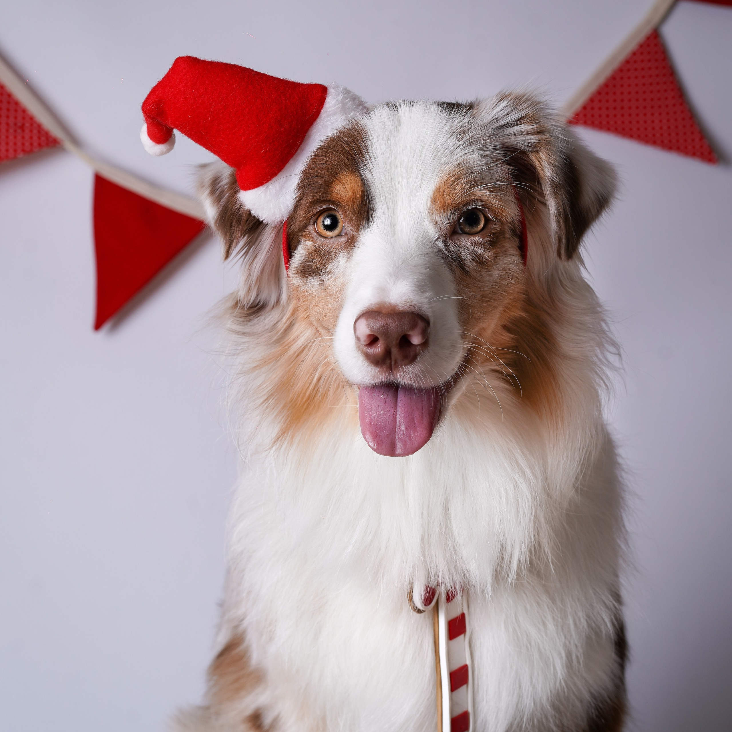 Панда Сэм и Маффин