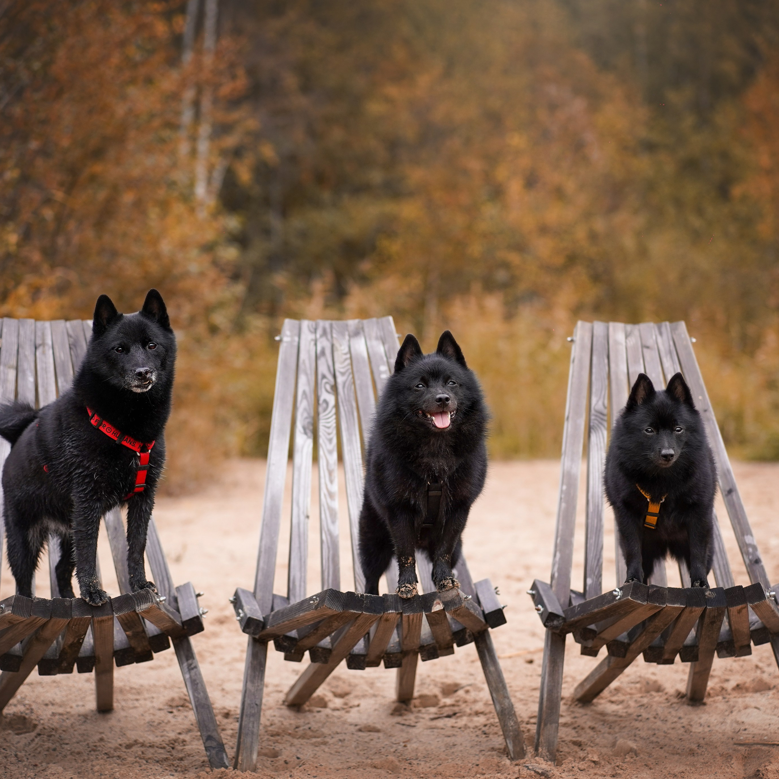 Аня Мишель Арчи и Майкл