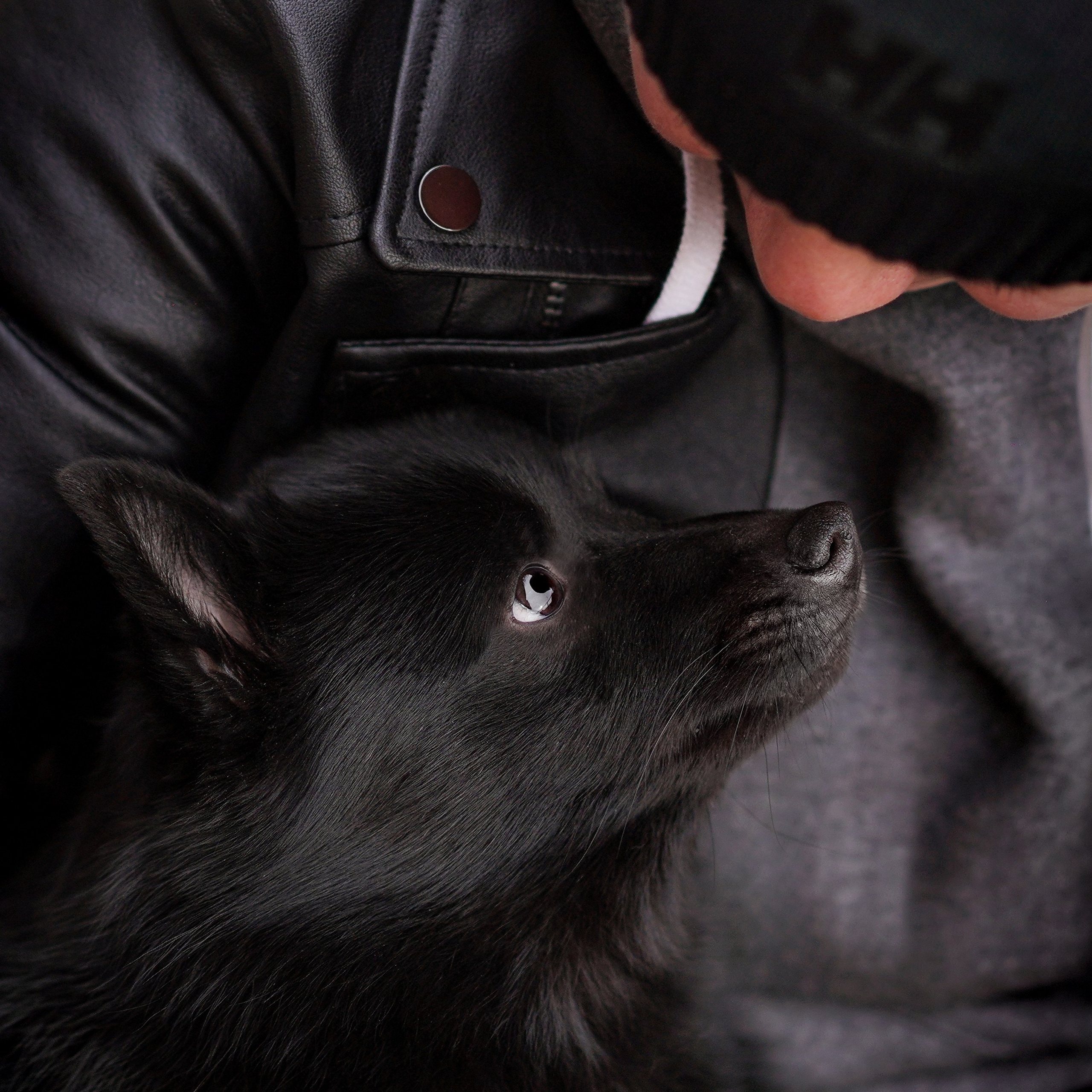 Аня Арчи и Мишель