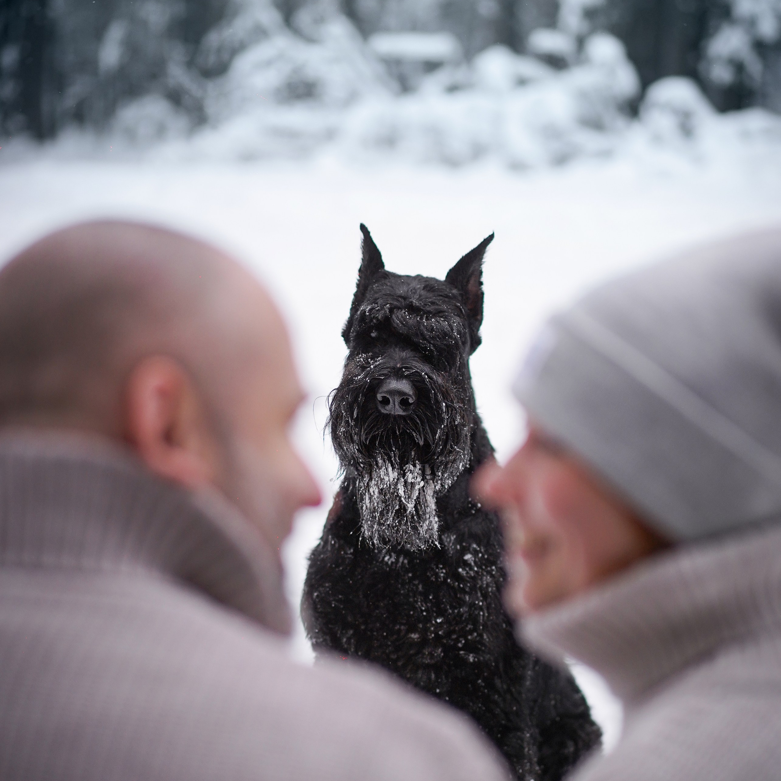 Оля Миша и шнауцеры