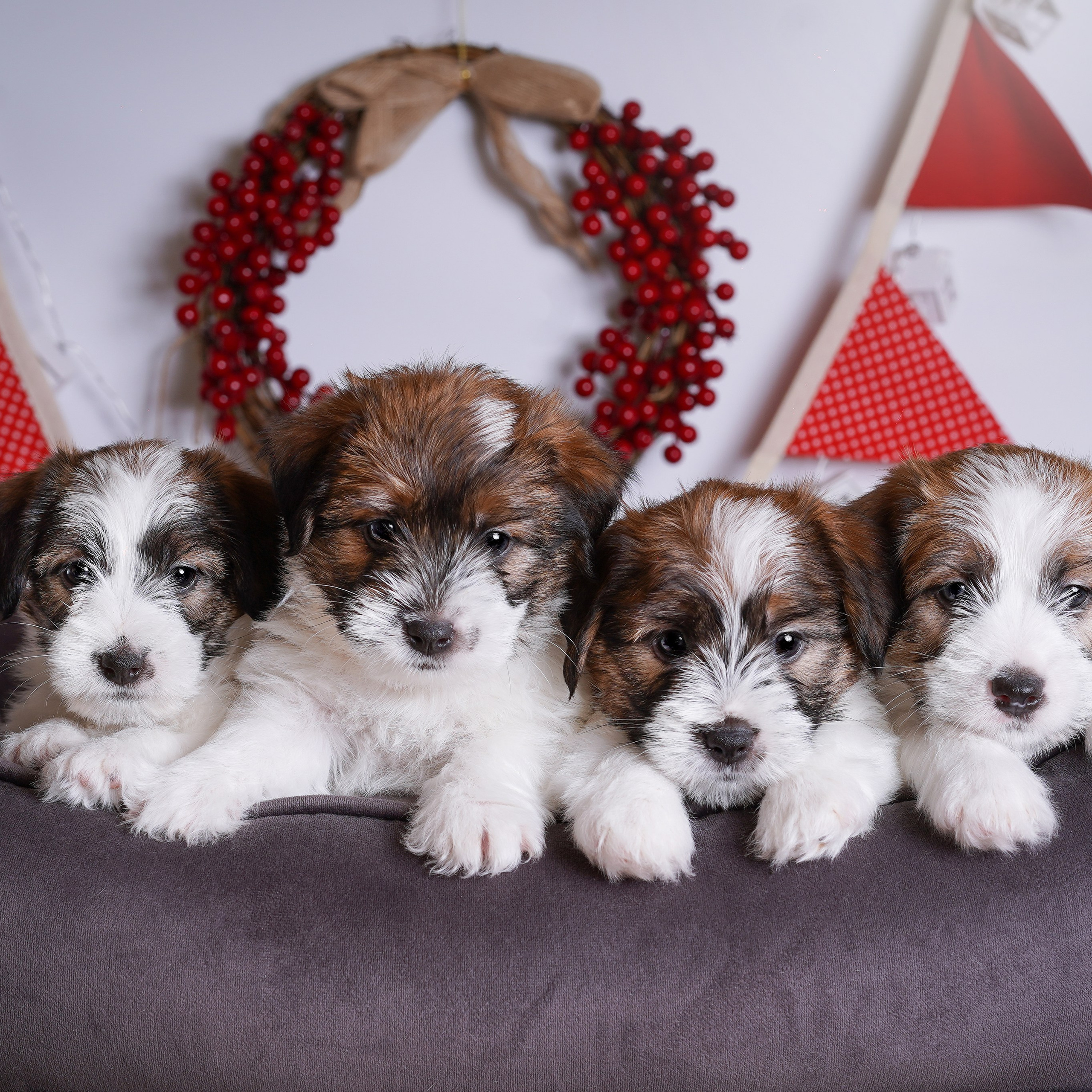 Щенки джек-рассела