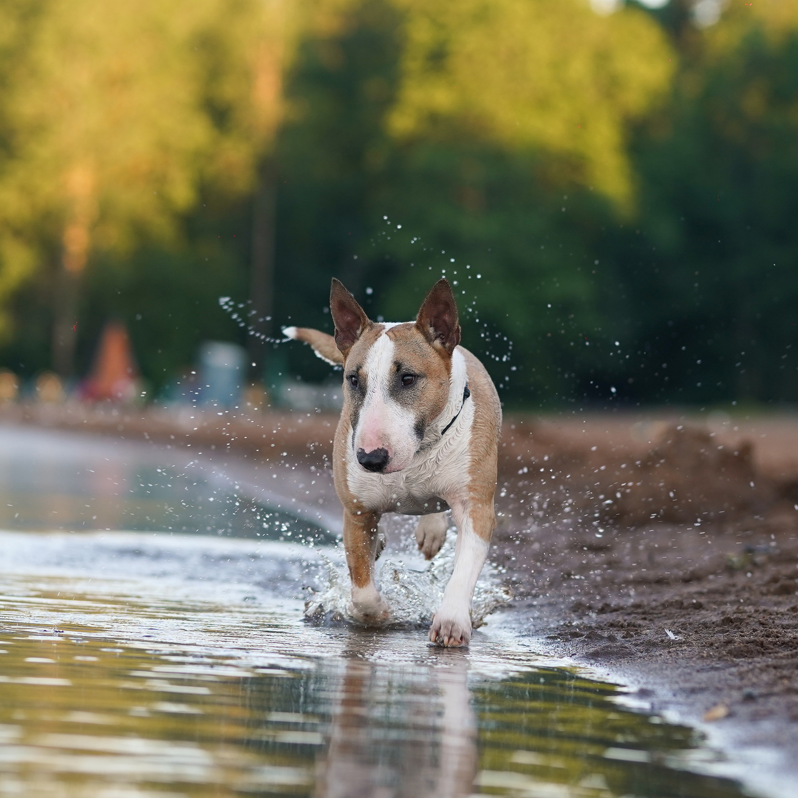 Лемболовское озеро