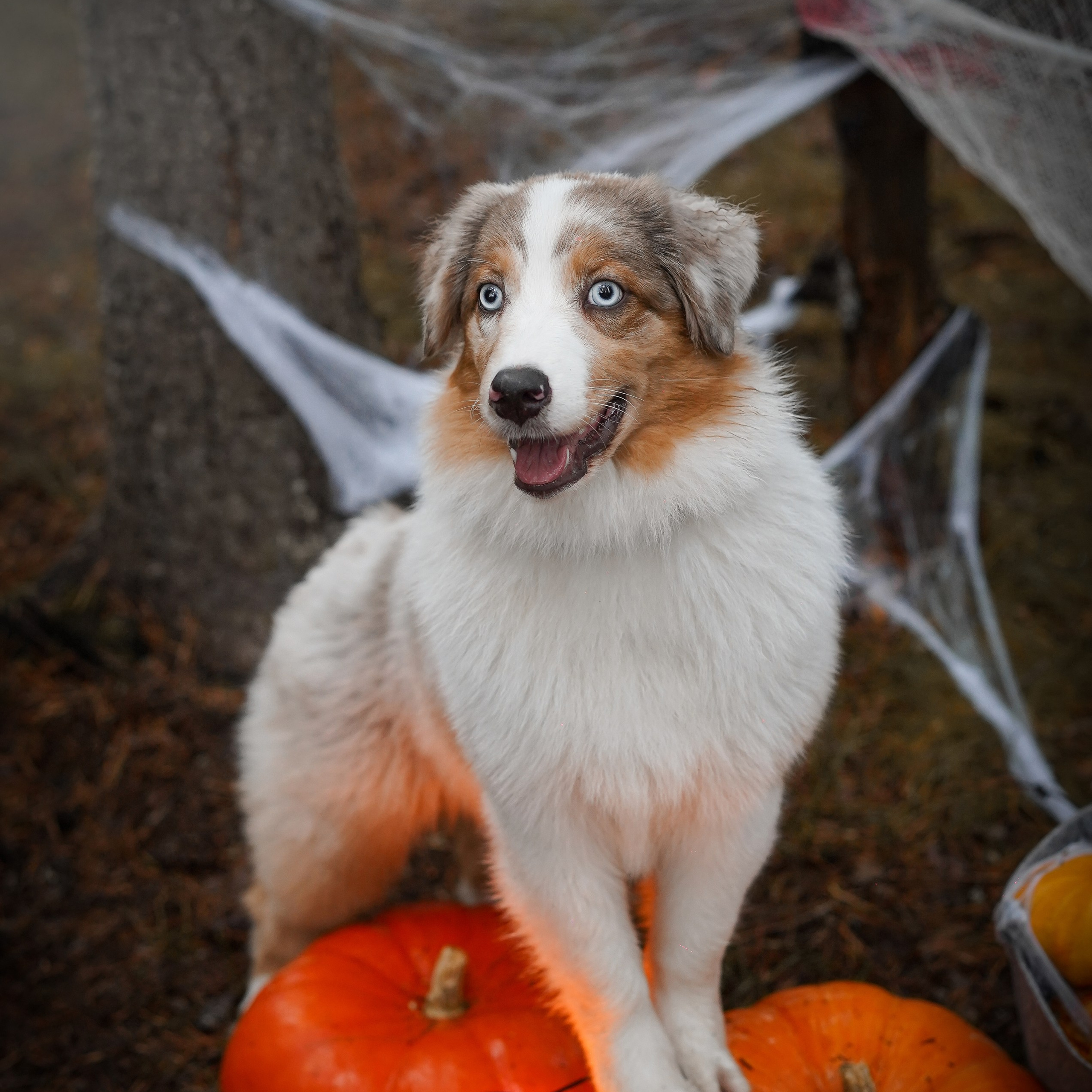 Аусси Хэллоуин 23