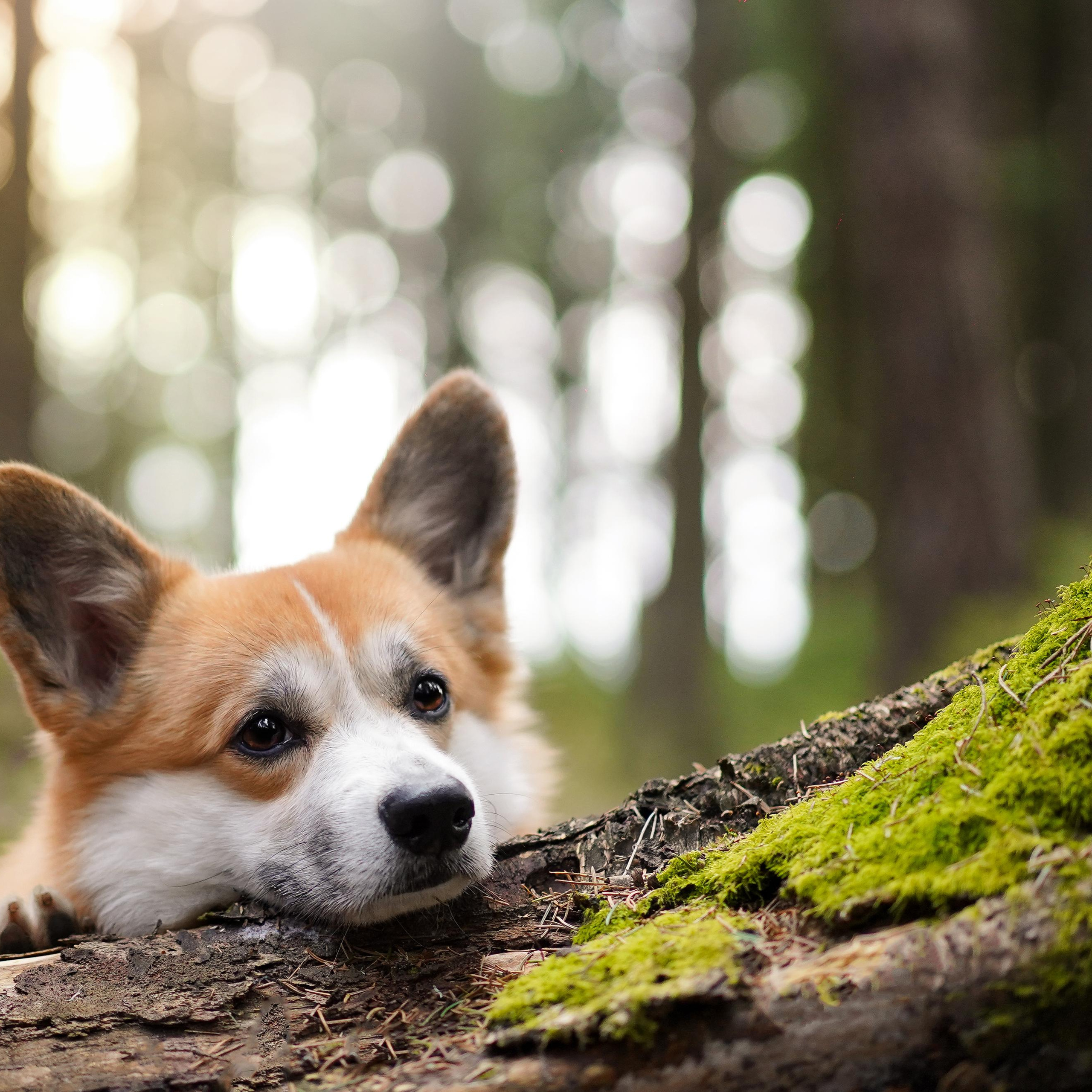 Катя и Рокки