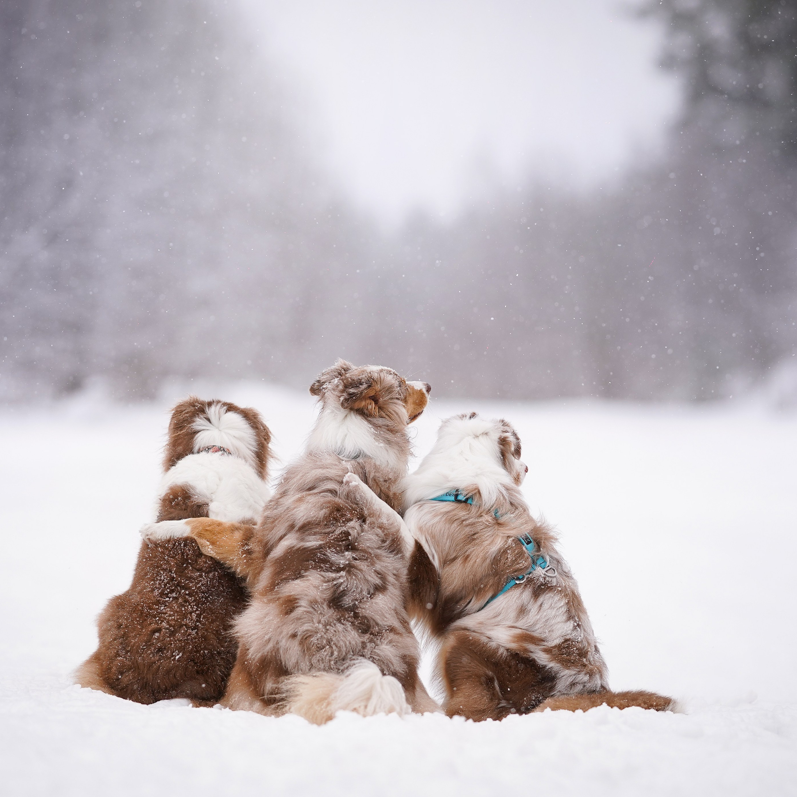 Красно-рыжая банда