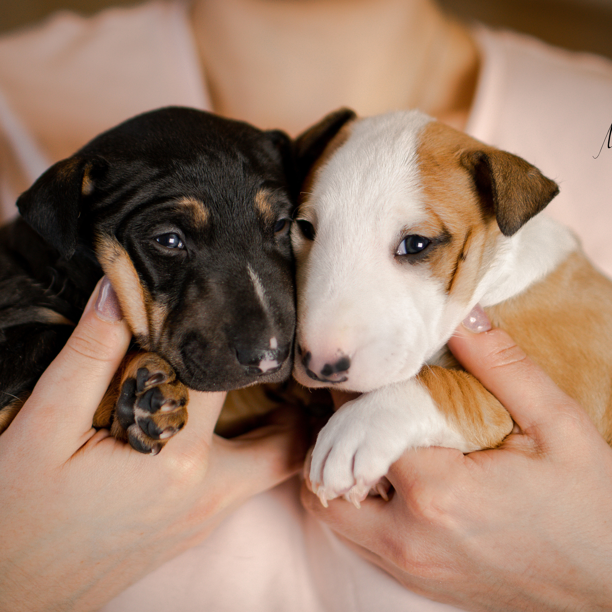 Щенки минибуля