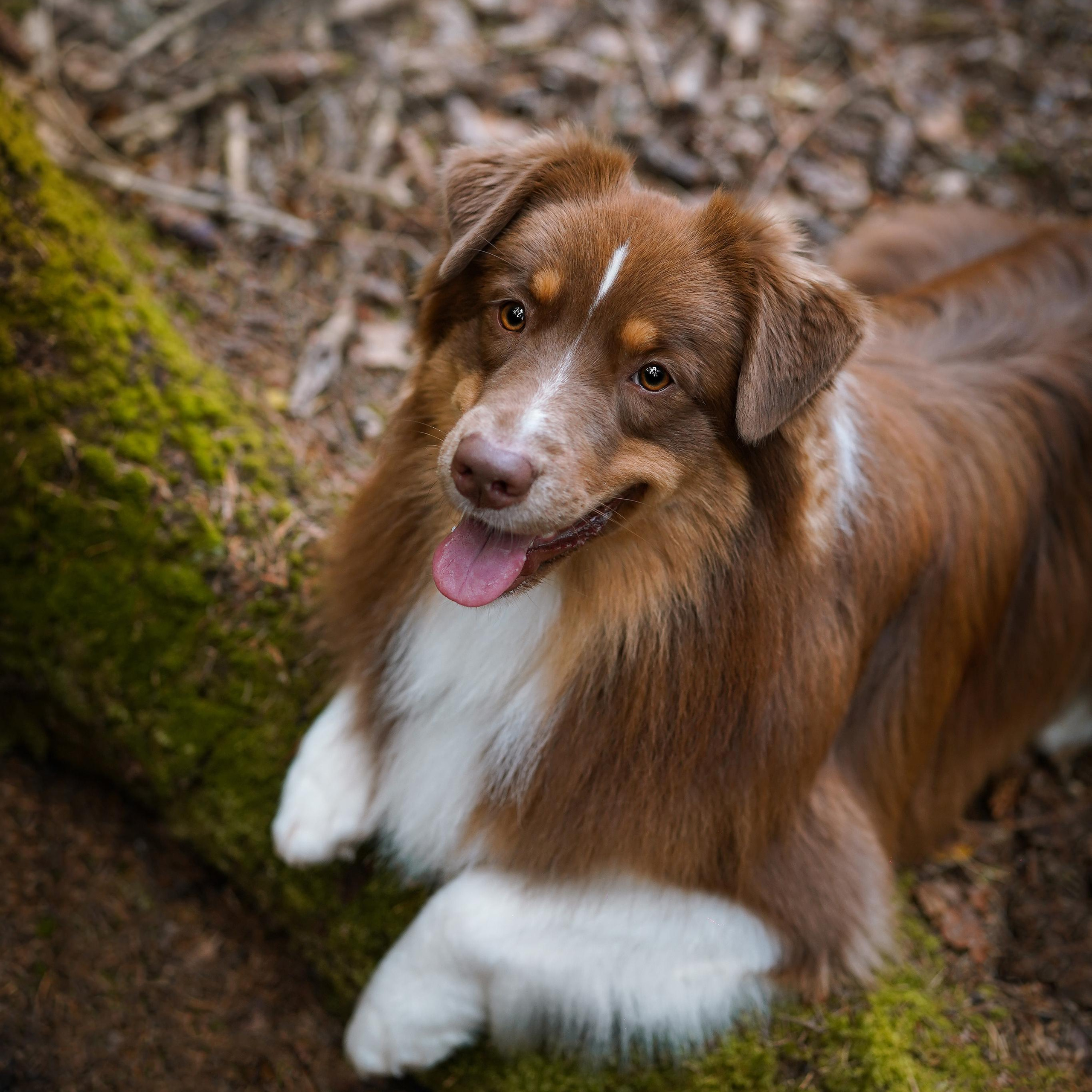 Кристина Рокки и Блэки