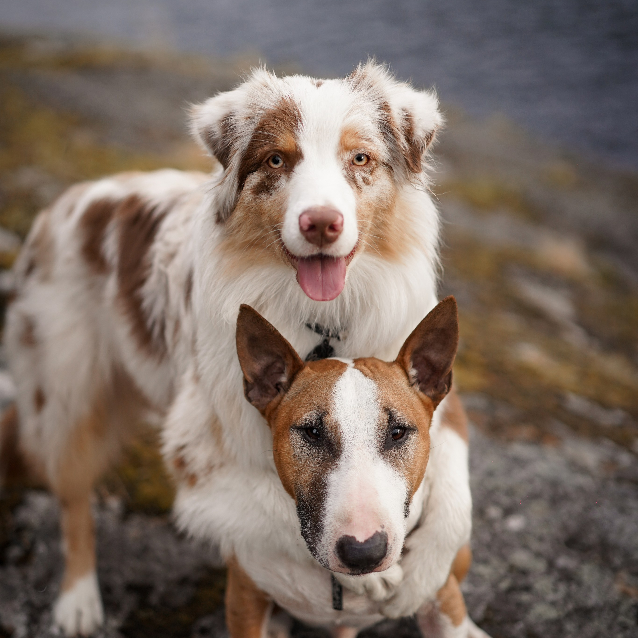 Панда и Юни в Карелии