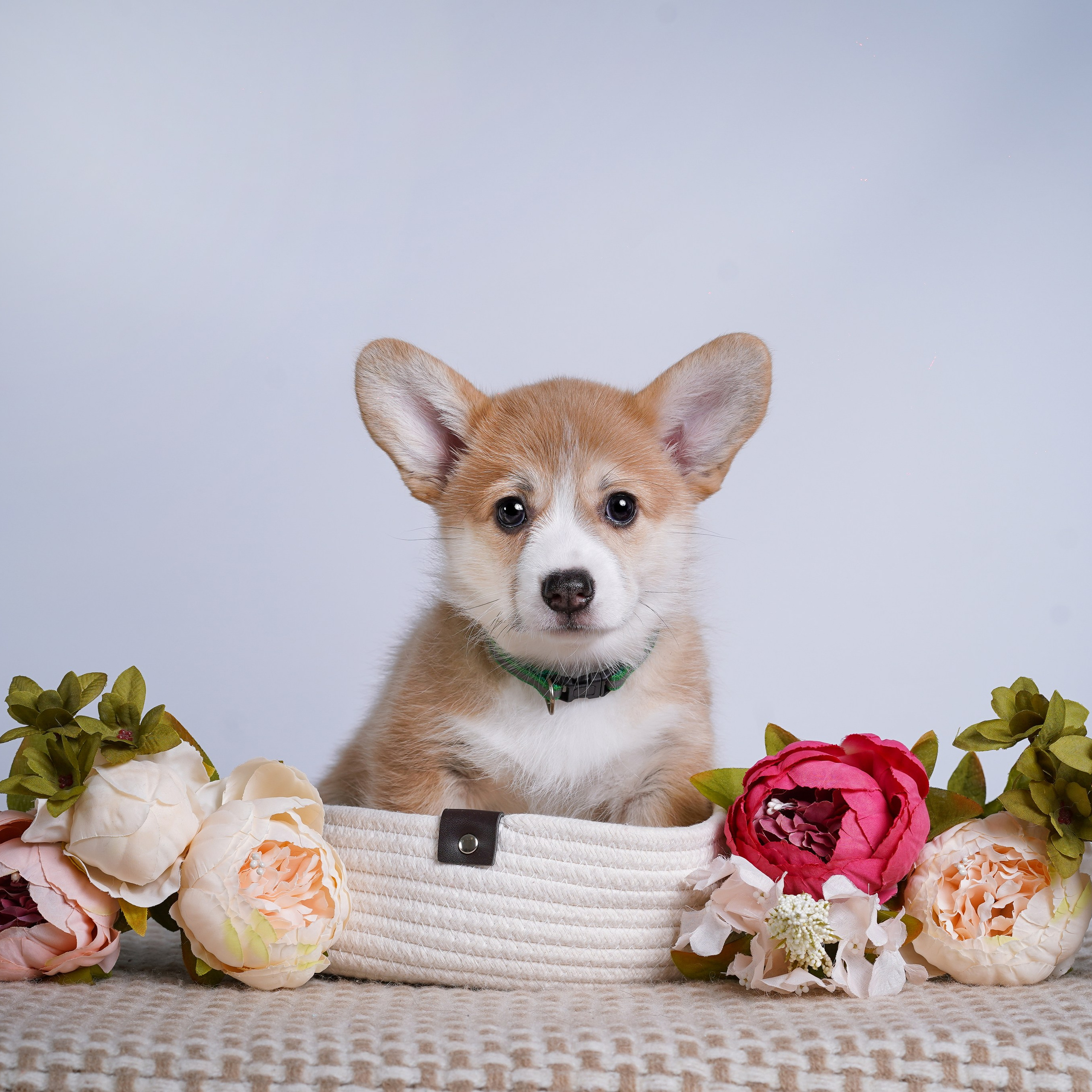 Отзывы. Фотограф-анималист в Санкт-Петербурге Яна Мартынова