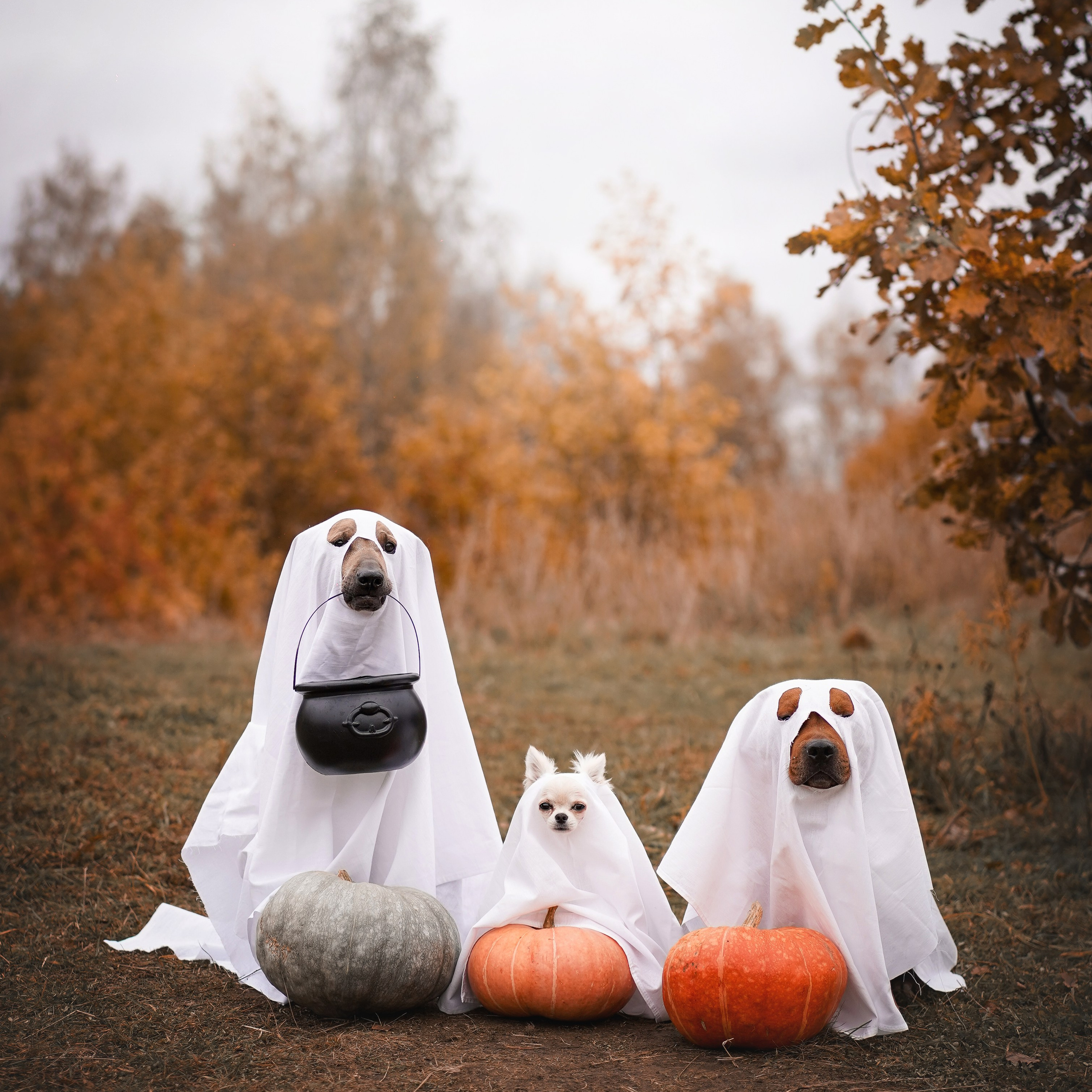 Фотодень Хэллоуин 2025