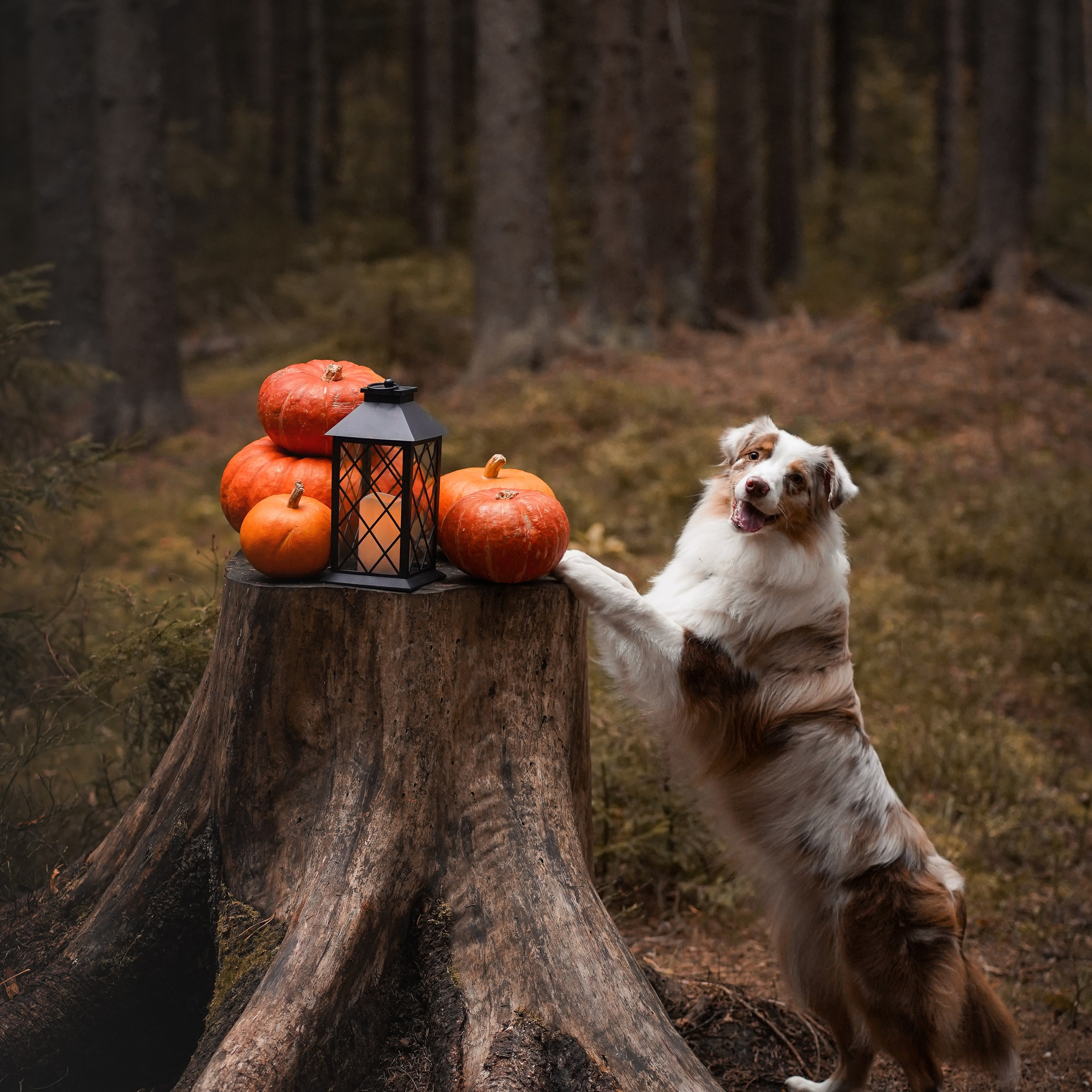 Панда тыковки