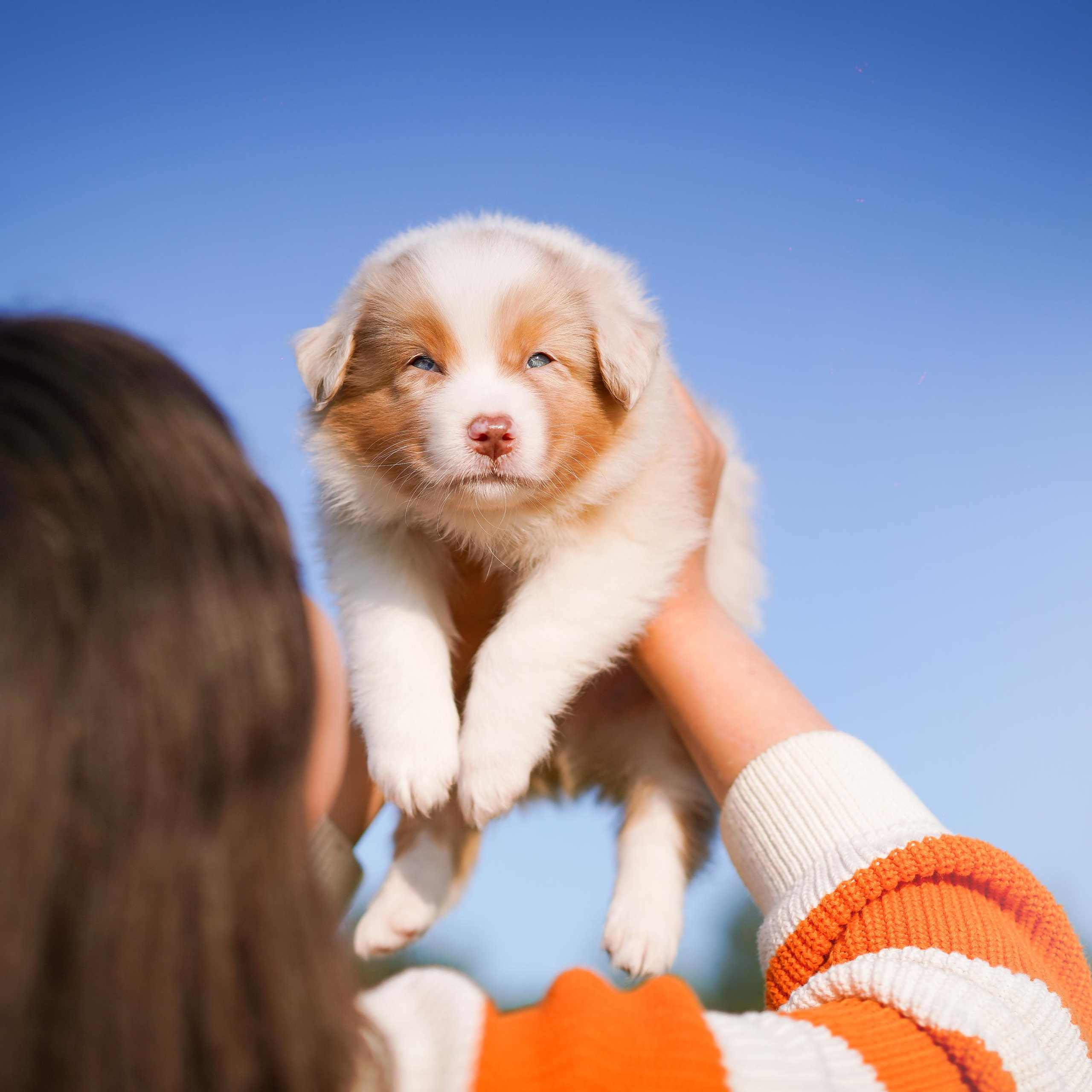 Щенки аусси