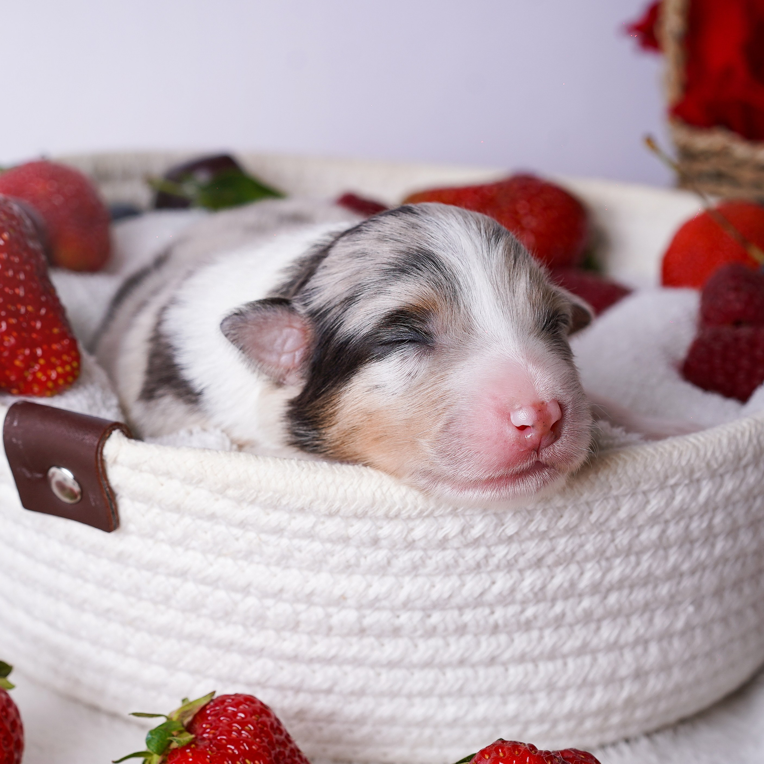 Щенки аусси