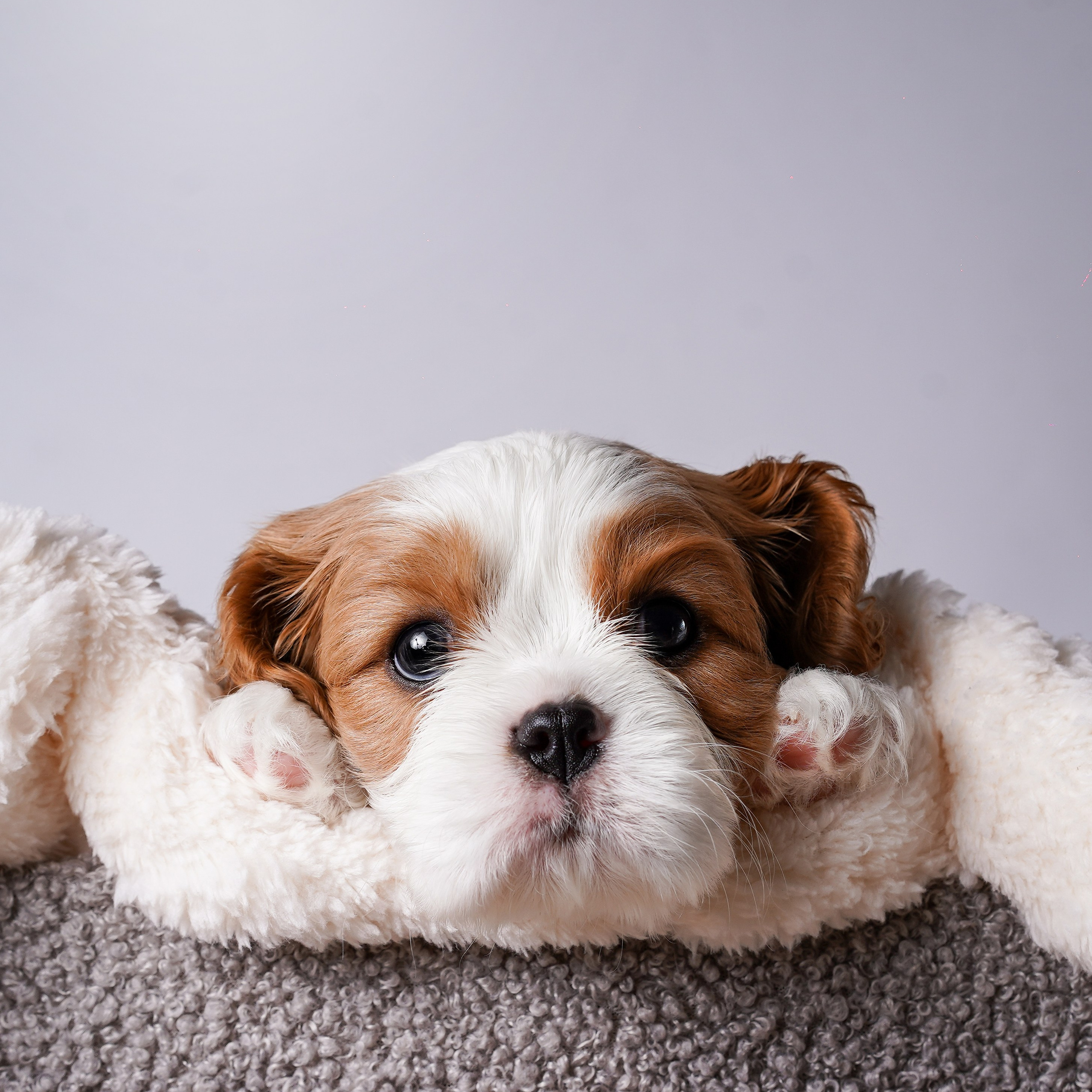 Щенки кавалер кинг чарльз спаниеля