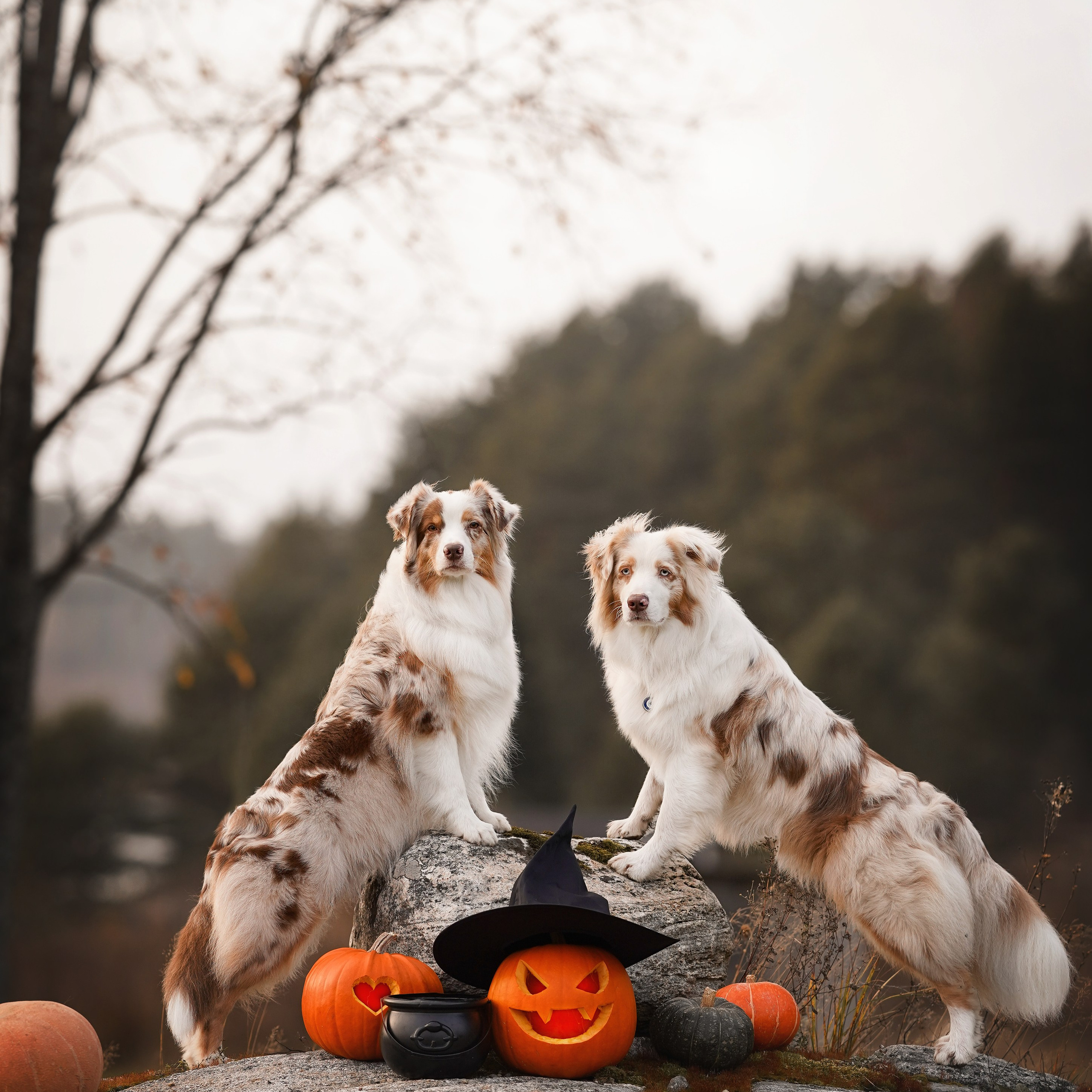 Нала, Панда и&nbsp;Юни Halloween